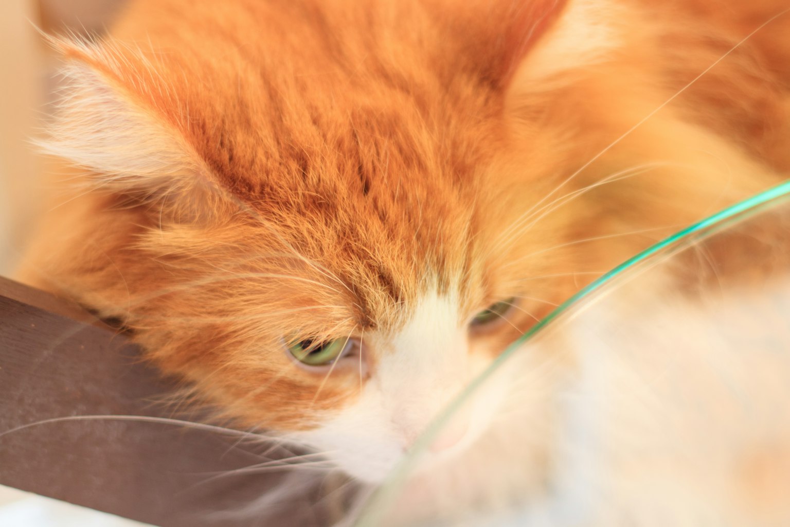 一只毛茸茸的橙色猫注视着一个玻璃碗