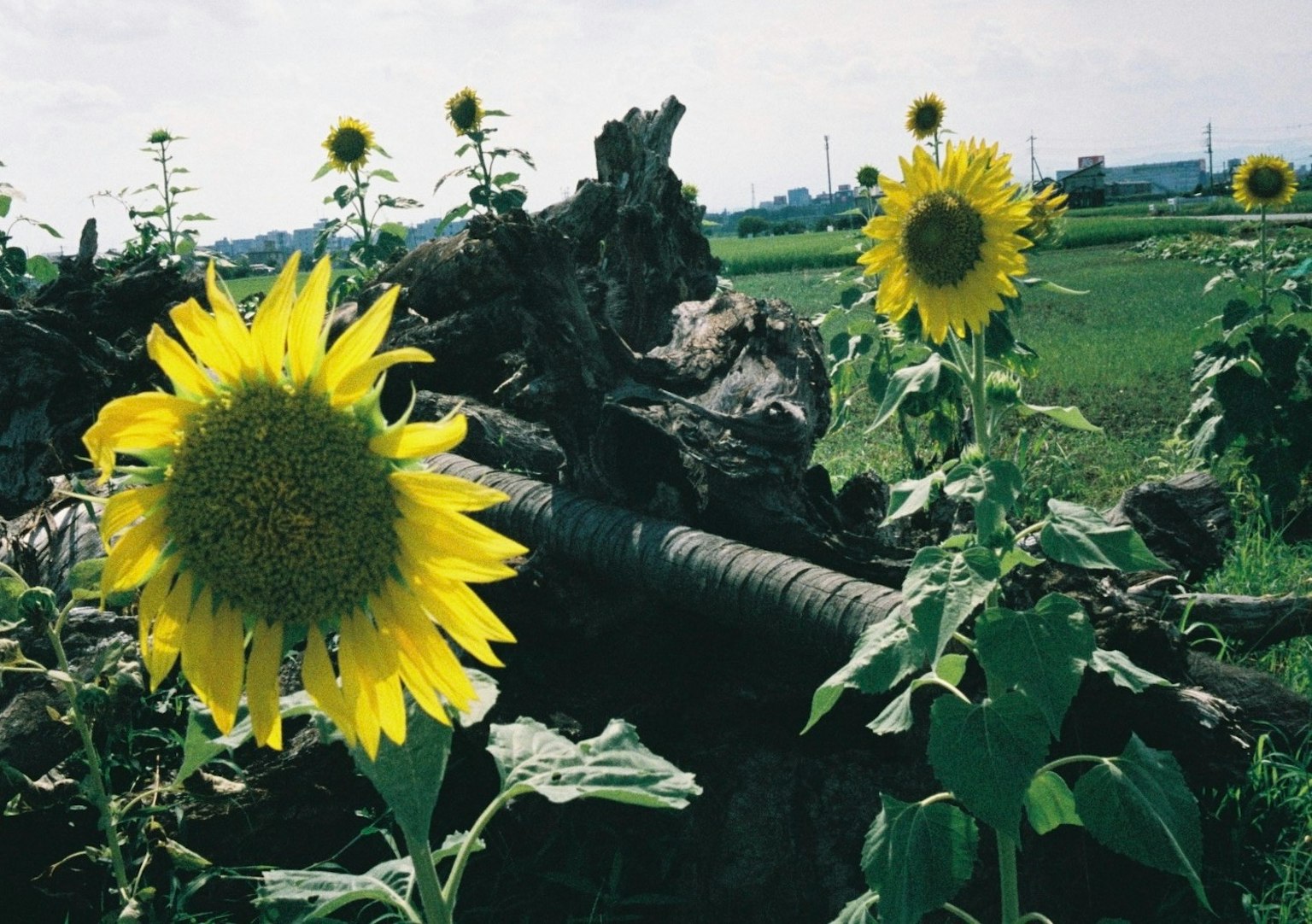 Girasoles floreciendo en un paisaje rural