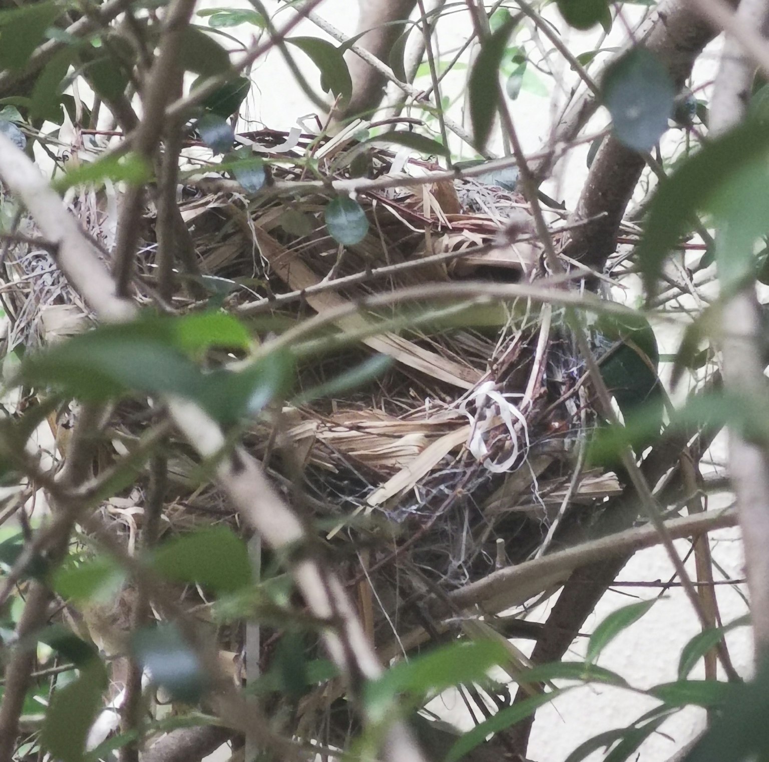 Bird nest hidden among branches made of dry grass and twigs