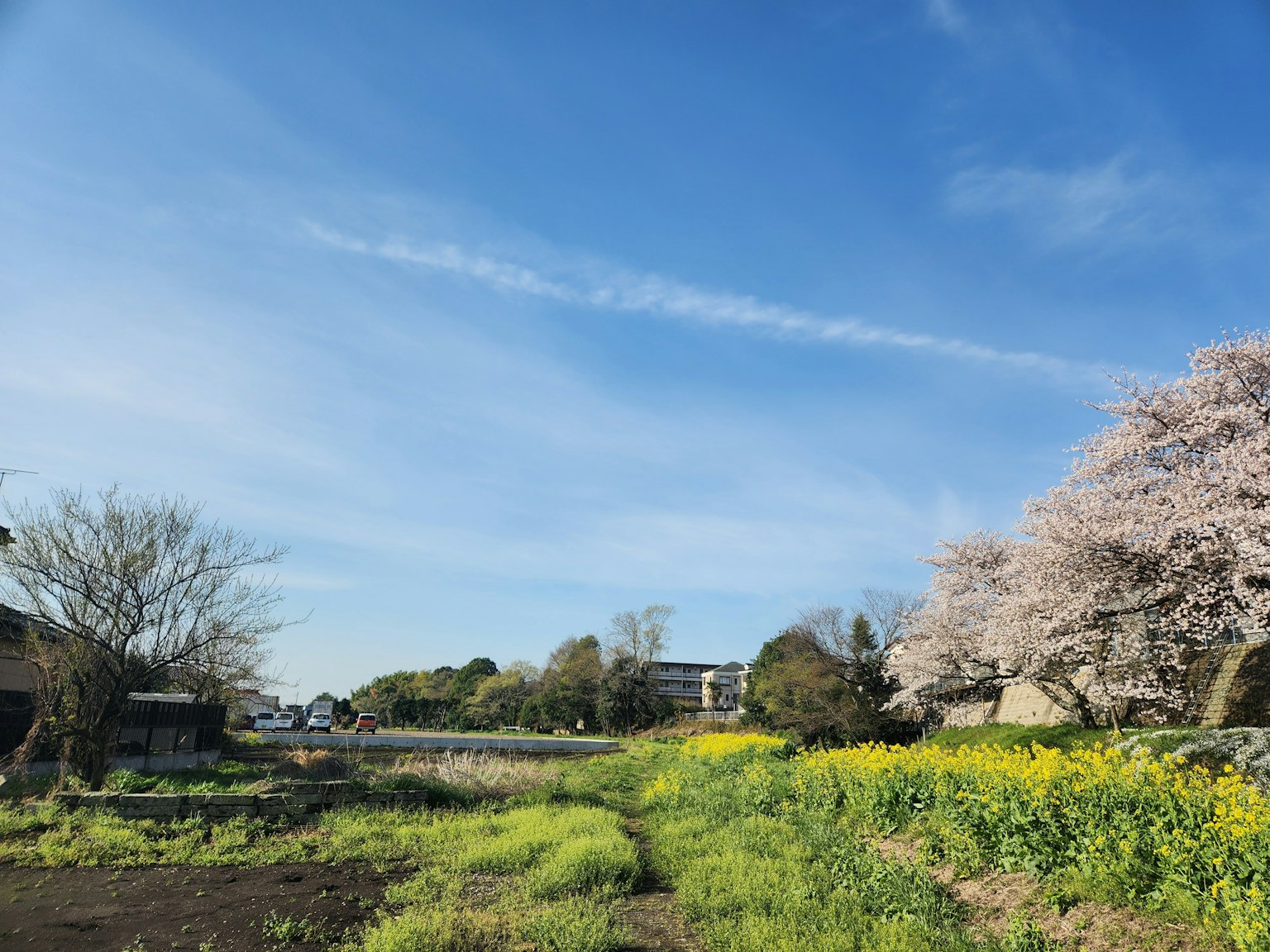 Landscape featuring a blue sky cherry blossom trees and blooming rapeseed flowers