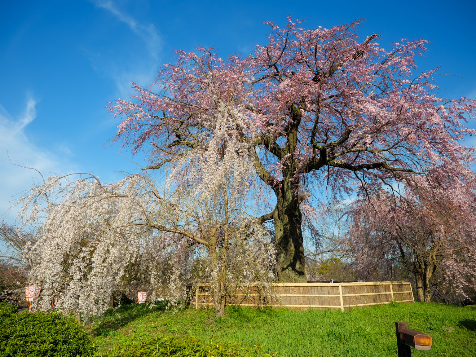 Bell'albero di ciliegio in fiore con cielo blu