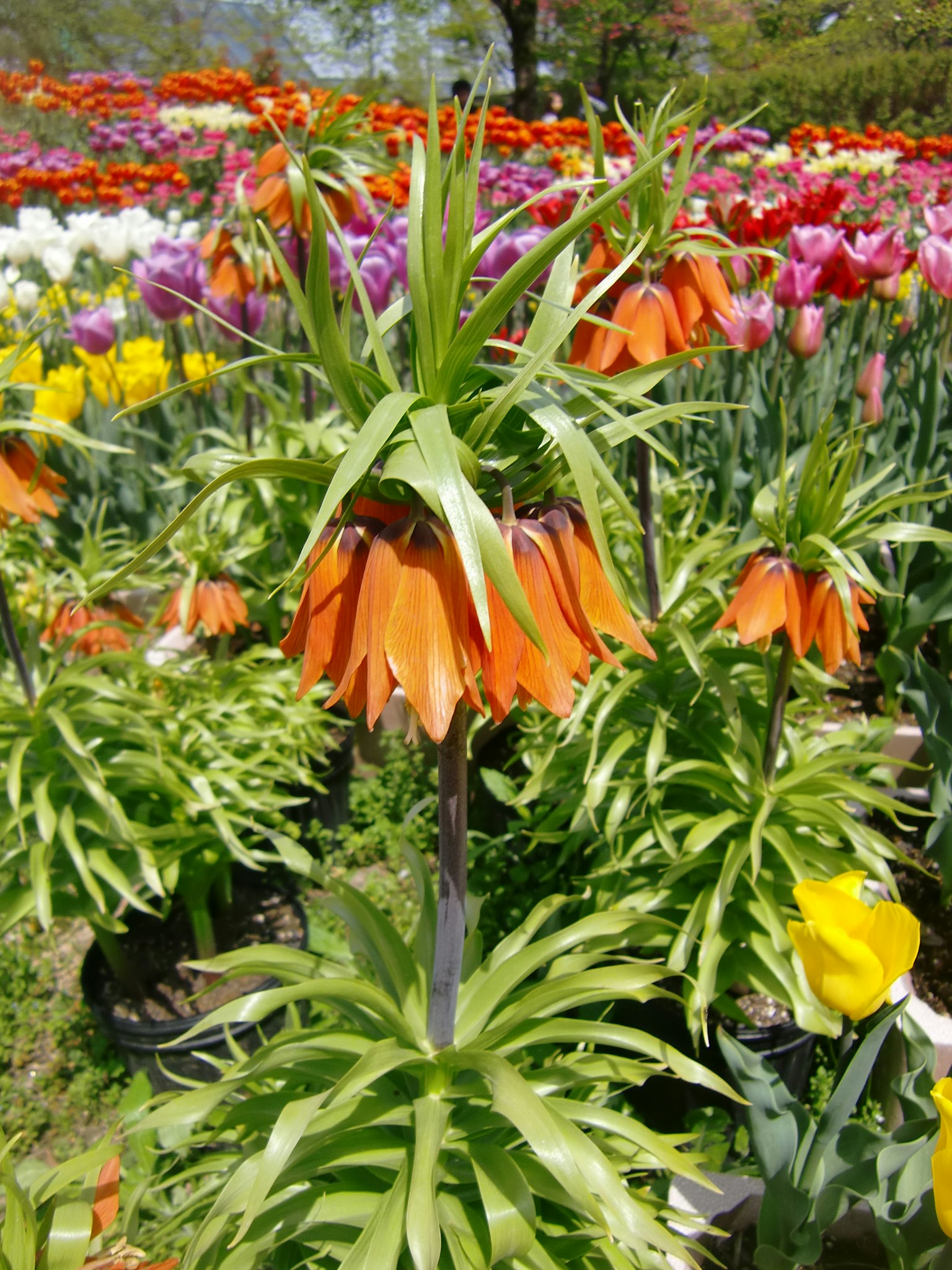 Pflanze mit orangefarbenen Blumen umgeben von bunten Blumen