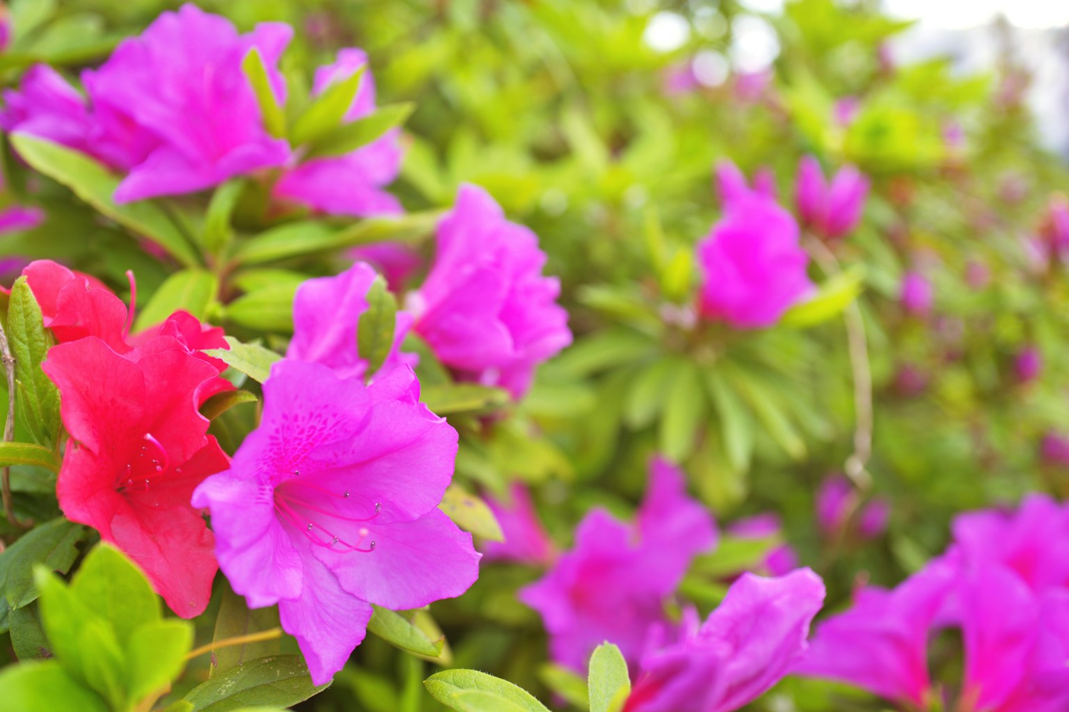ดอกอาซาเลียสีชมพูและแดงสดใสเบ่งบานอยู่บนพื้นหลังของใบสีเขียว