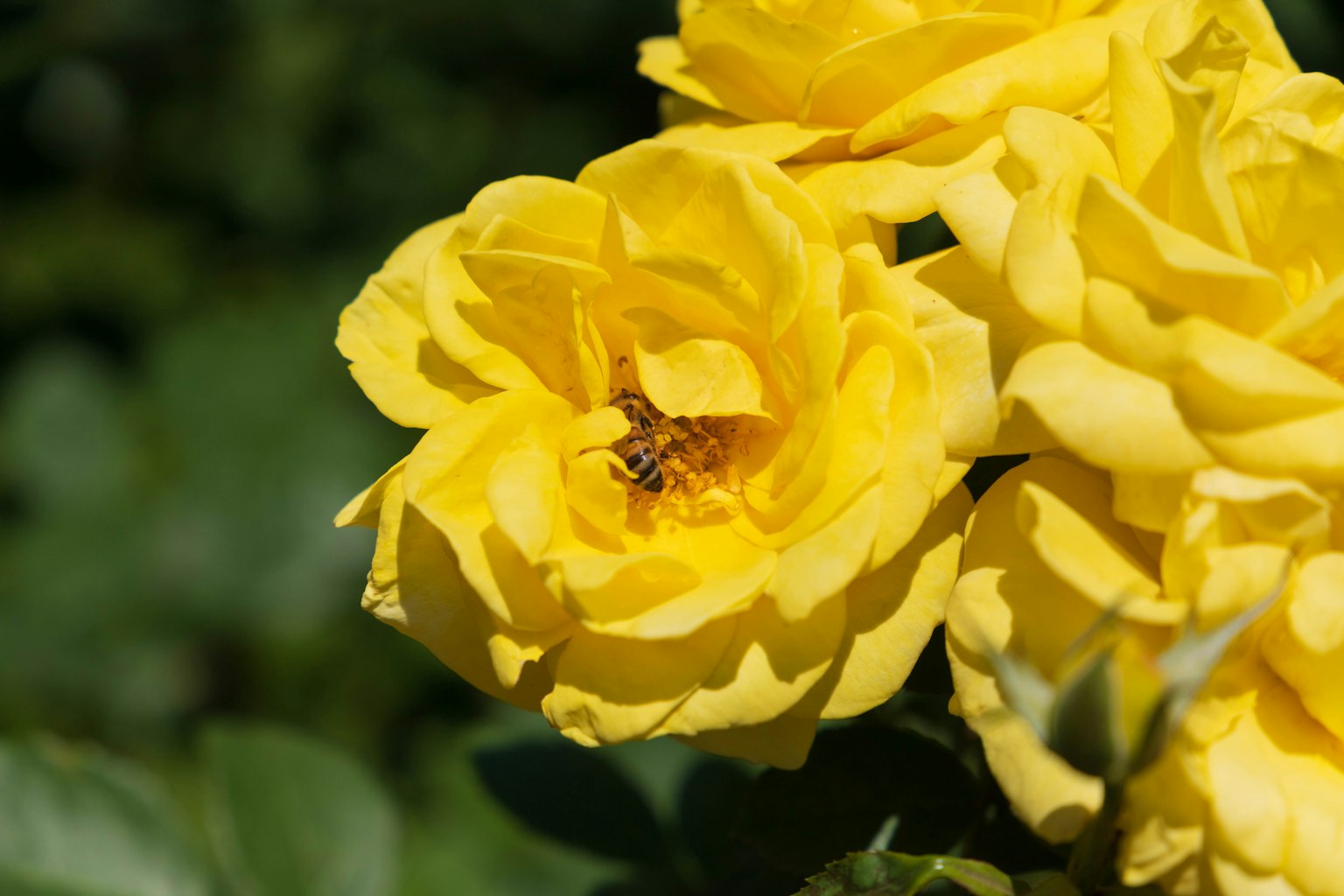 Fleurs de rose jaunes vibrantes avec une abeille se reposant sur l'une d'elles