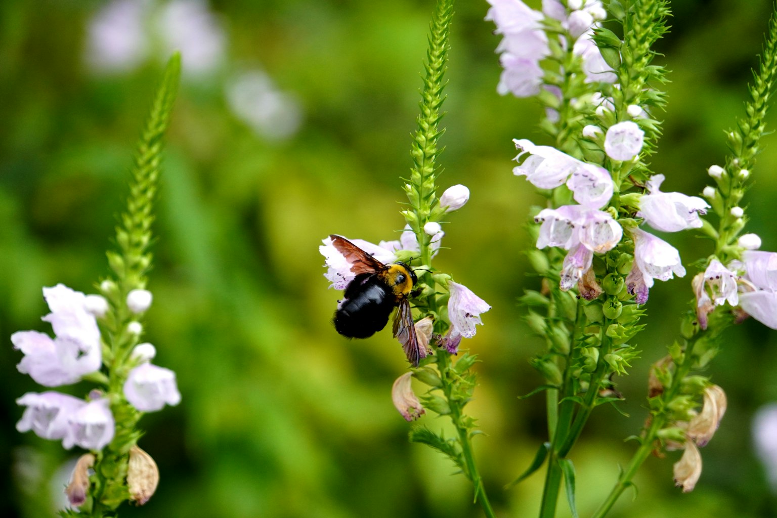 Un'ape nera su fiori bianchi con uno sfondo verde sfocato