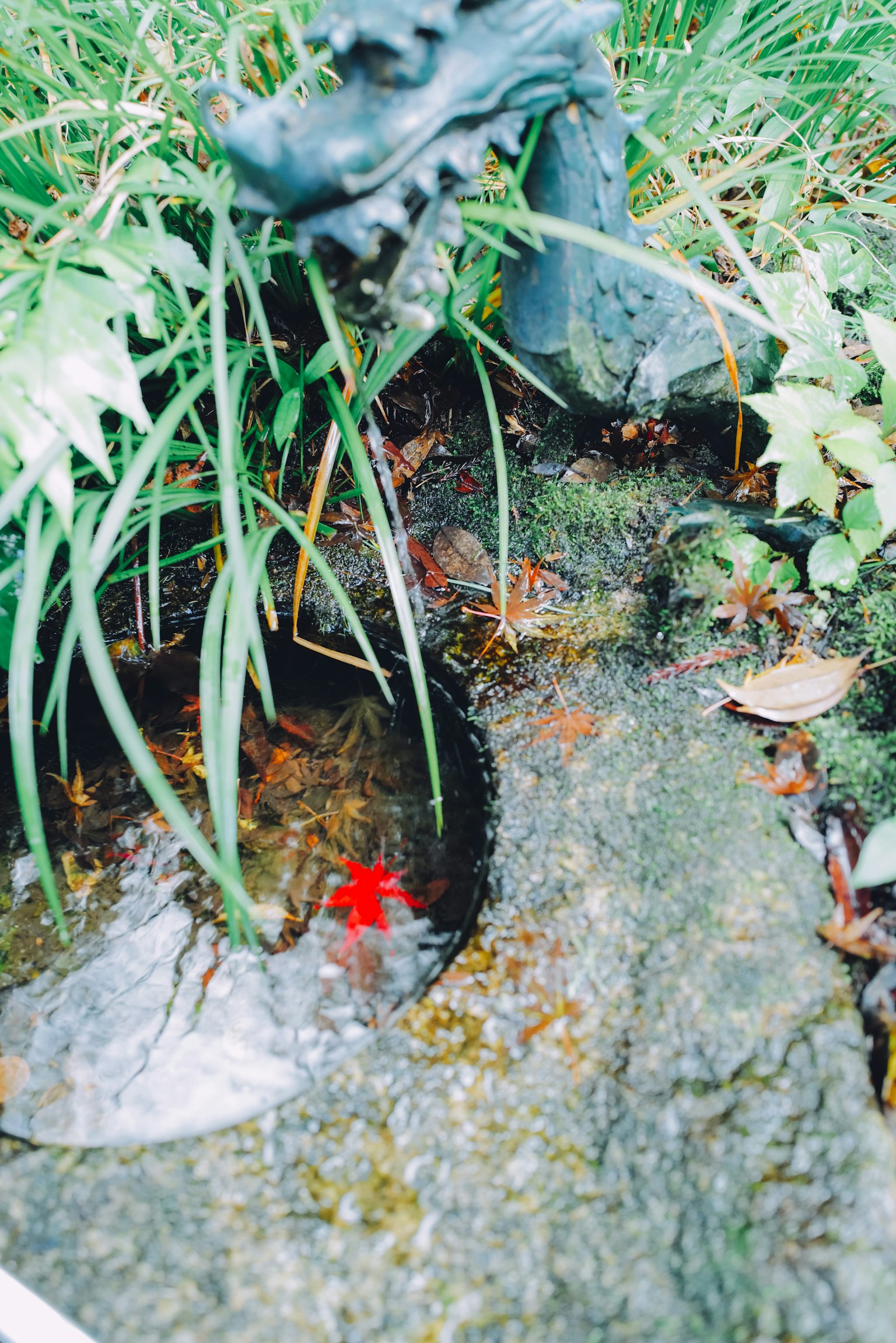 Une scène de jardin sereine avec une feuille rouge reposant sur l'eau entourée de verdure