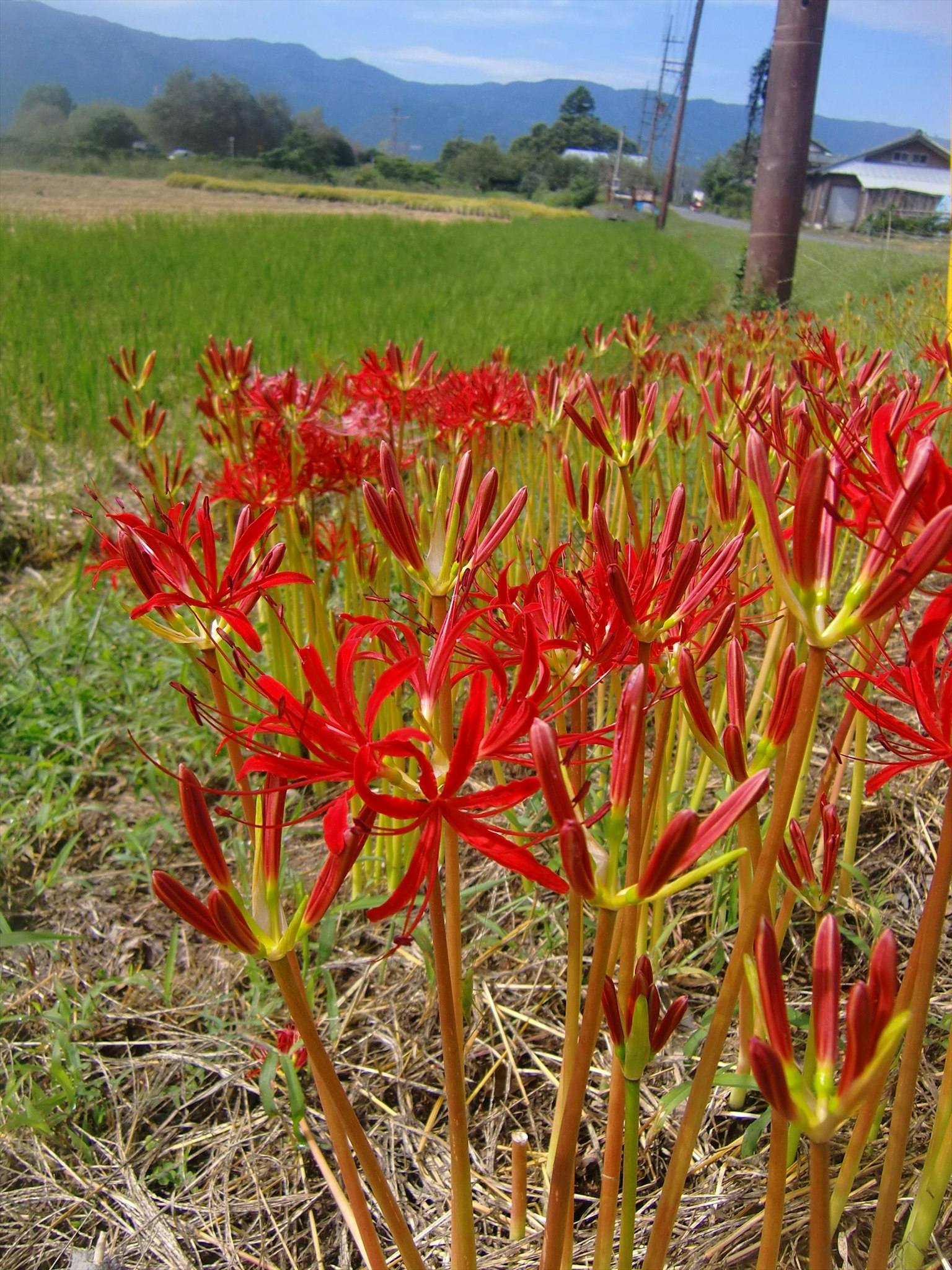 ทุ่งดอกไม้สีแดงสดในภูมิทัศน์ชนบท