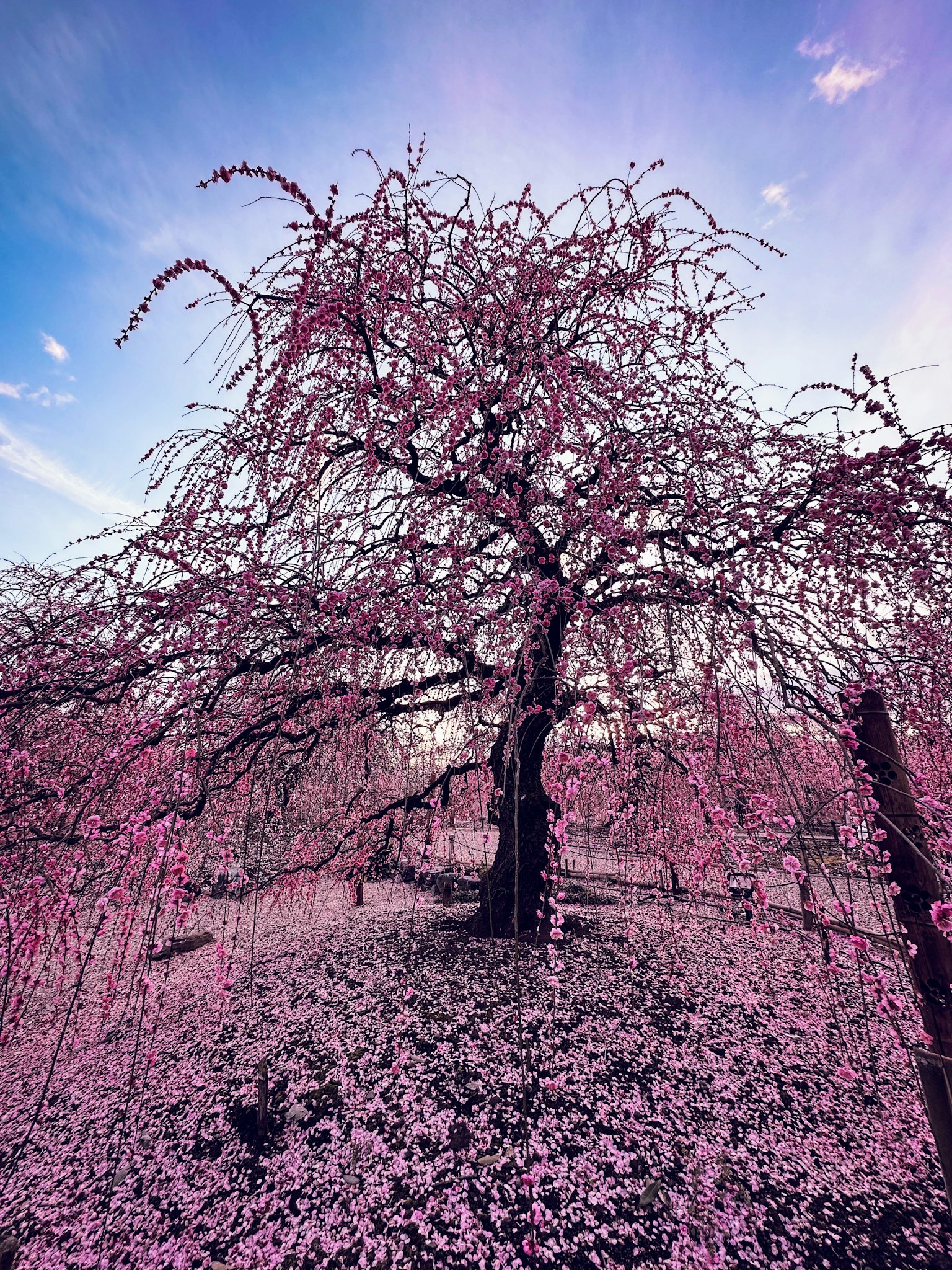 Un bel arbre de cerisier couvert de fleurs roses
