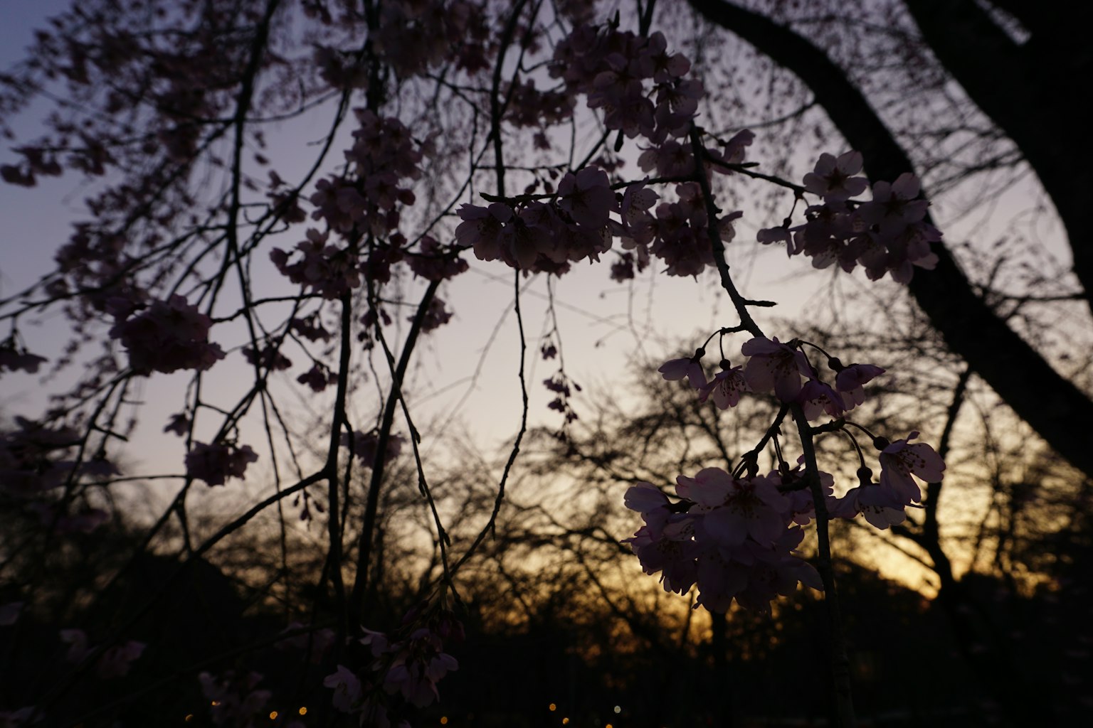 Silhouette di fiori di ciliegio e alberi al crepuscolo