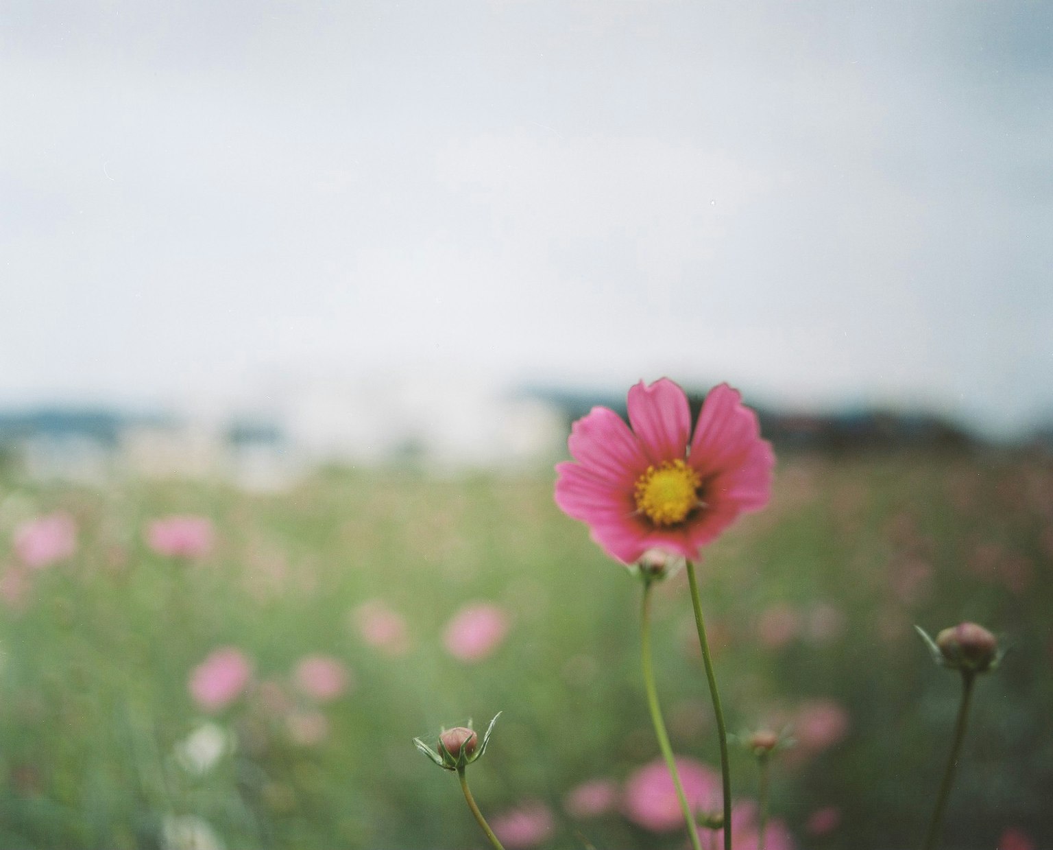 A pink flower with a yellow center in a field of flowers