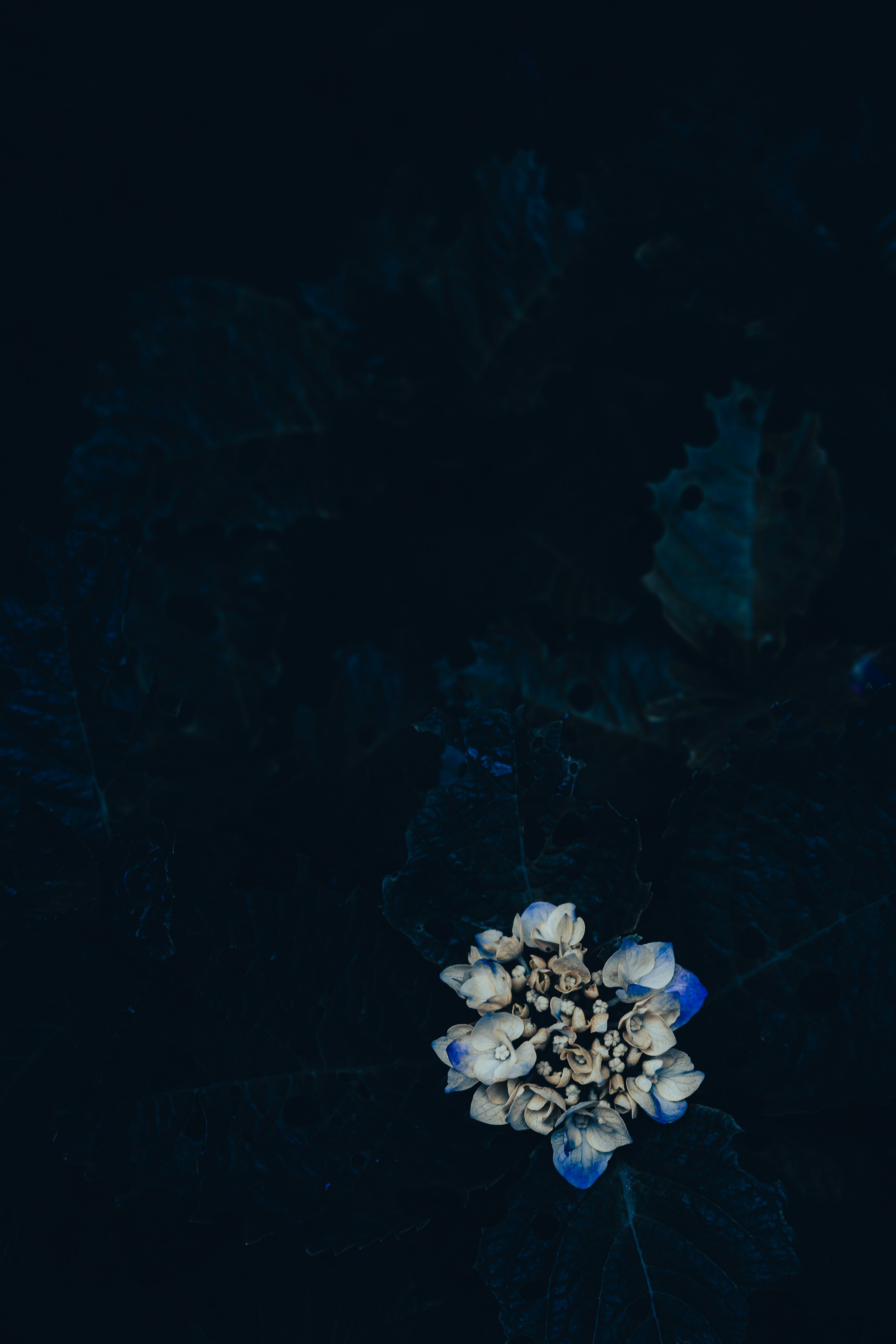 深色背景上的藍色花束