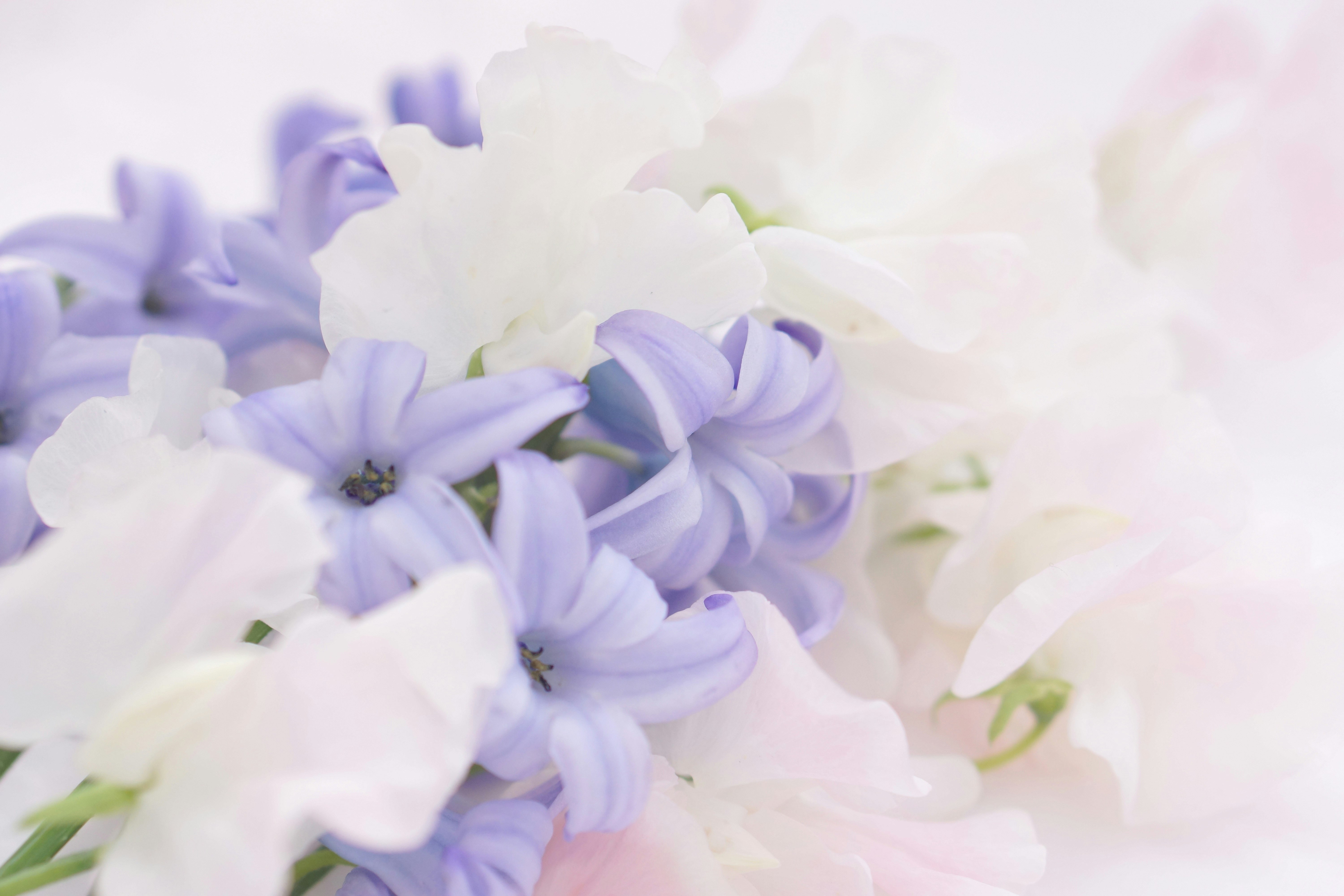 白と薄紫の花が重なり合う花束のクローズアップ