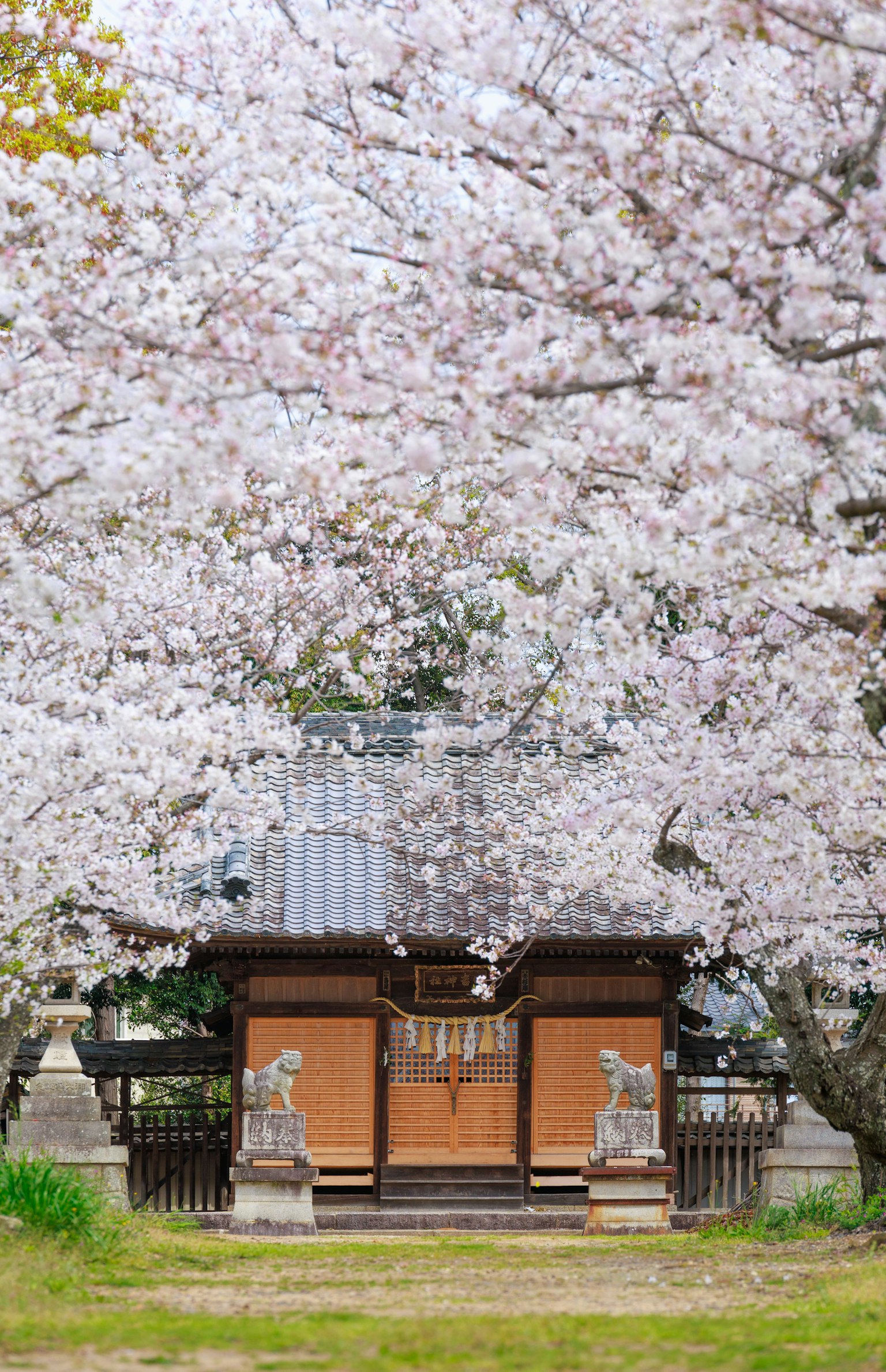 被樱花包围的神社入口和守护狮子雕像