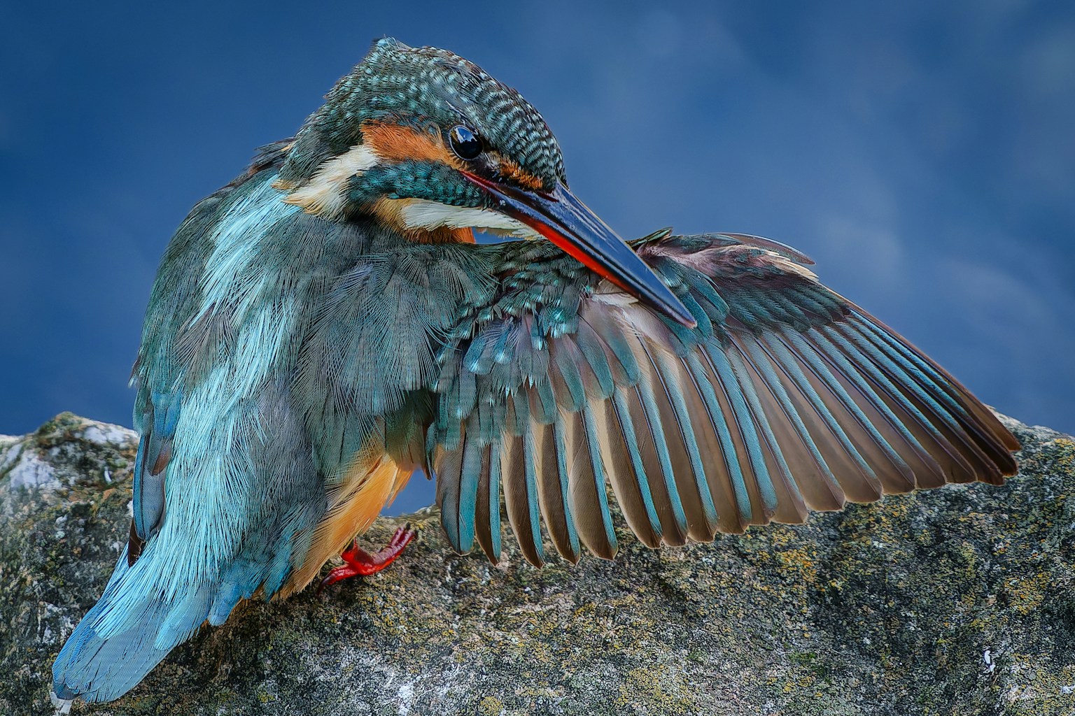 A vibrant kingfisher displaying its feathers while perched on a rock