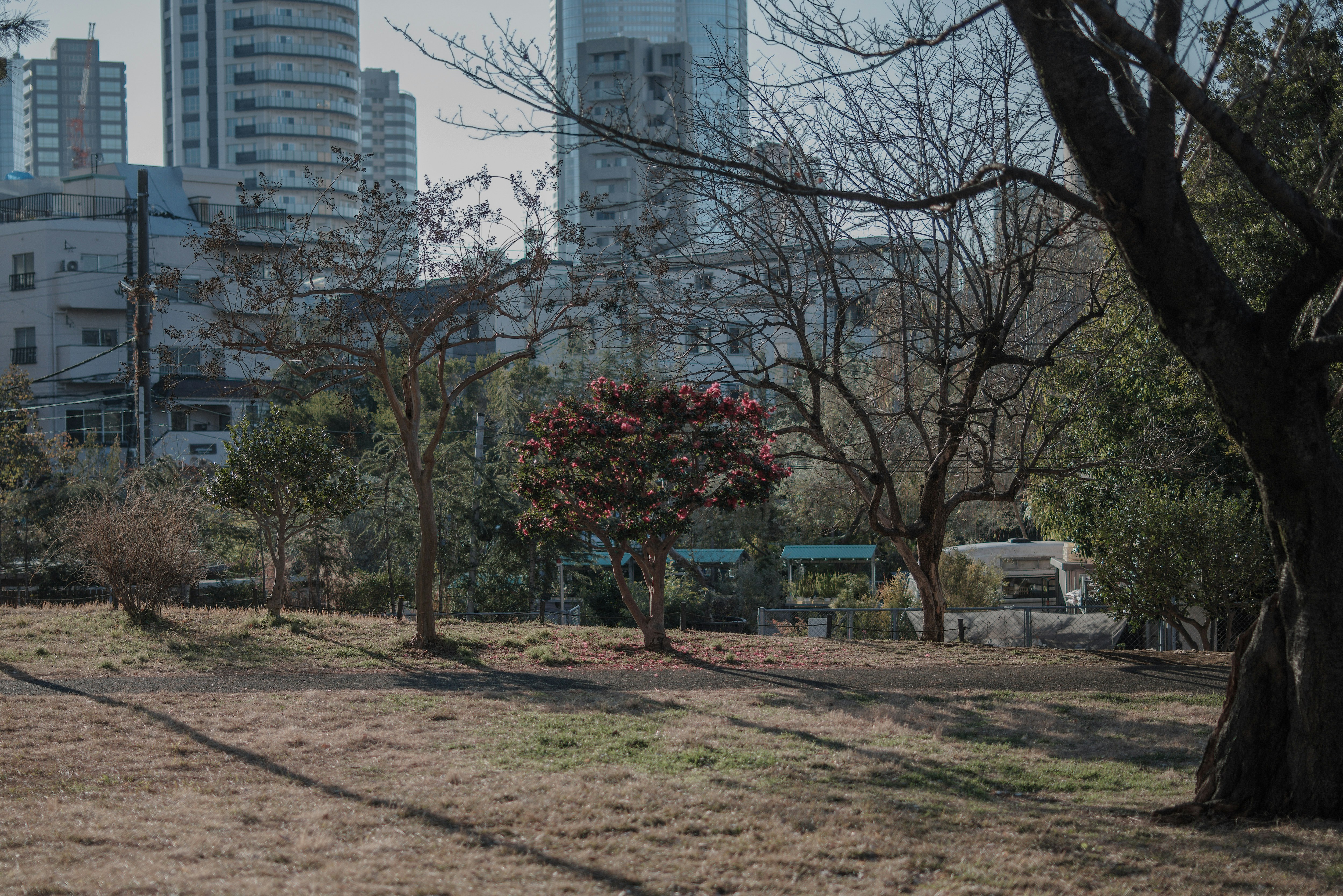 tubbed camellia trees and grassy park walkway with high-rise buildings in the background