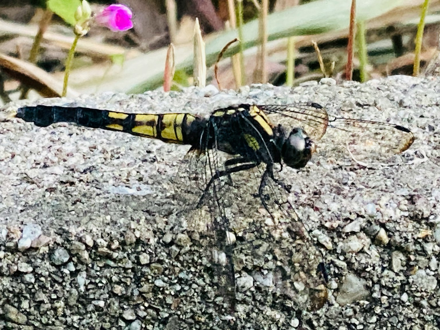 Una libellula nera e gialla appollaiata su cemento