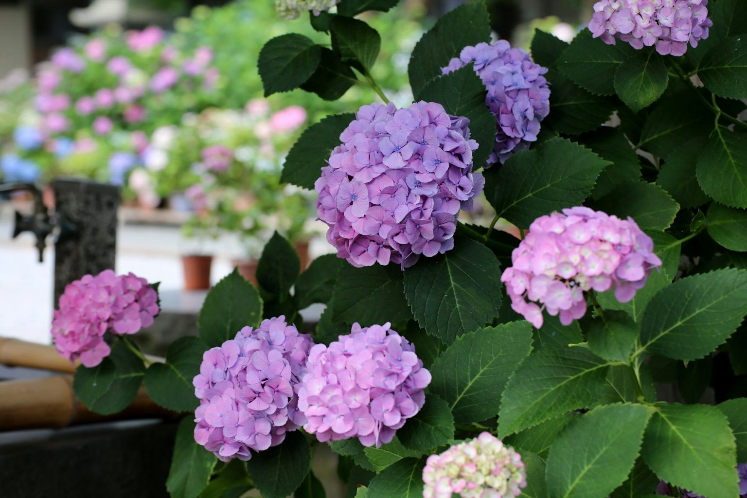 Hydrangea flowers in shades of purple and pink with green leaves