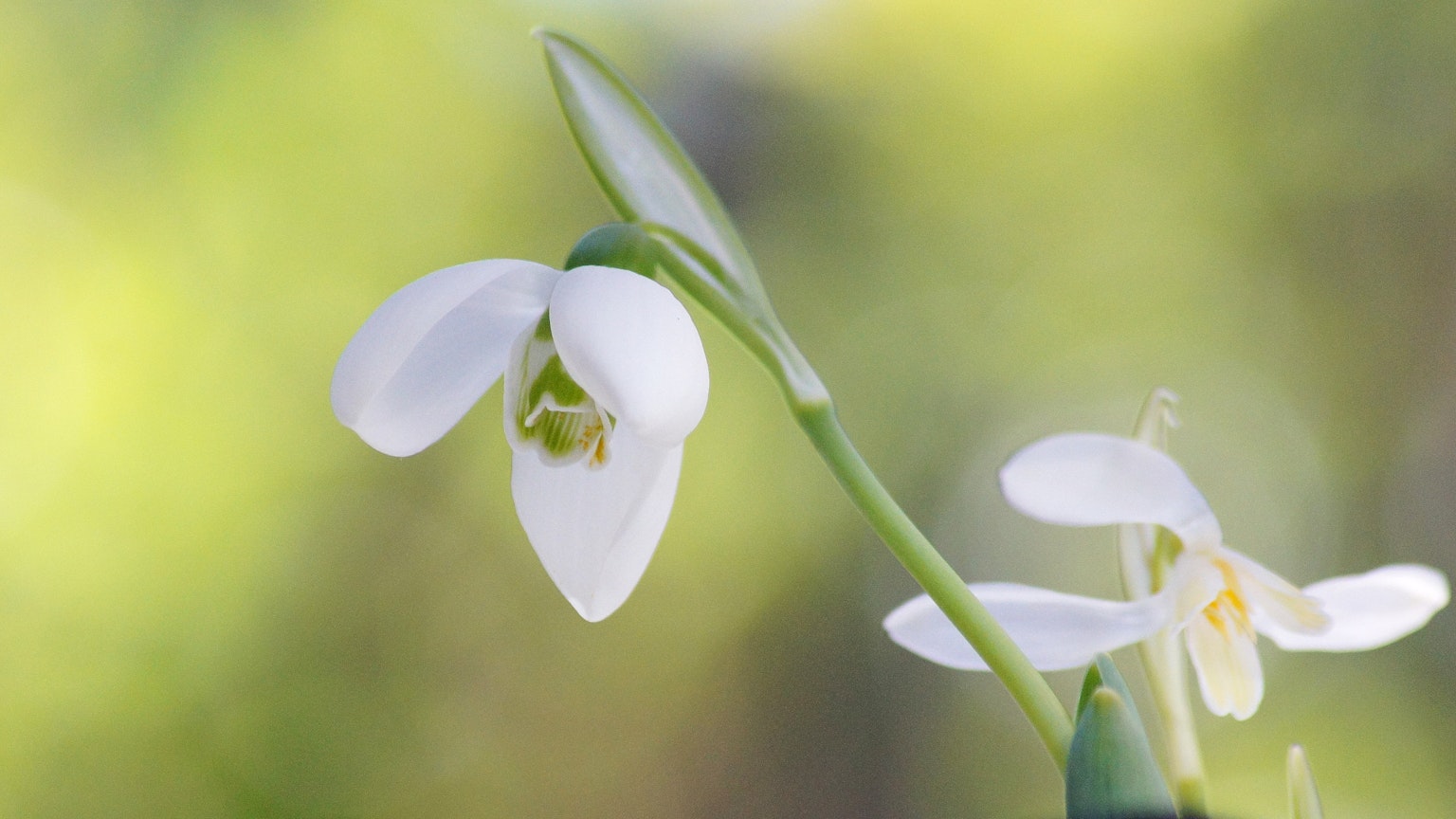 Primo piano di un fiore bianco con sfondo verde