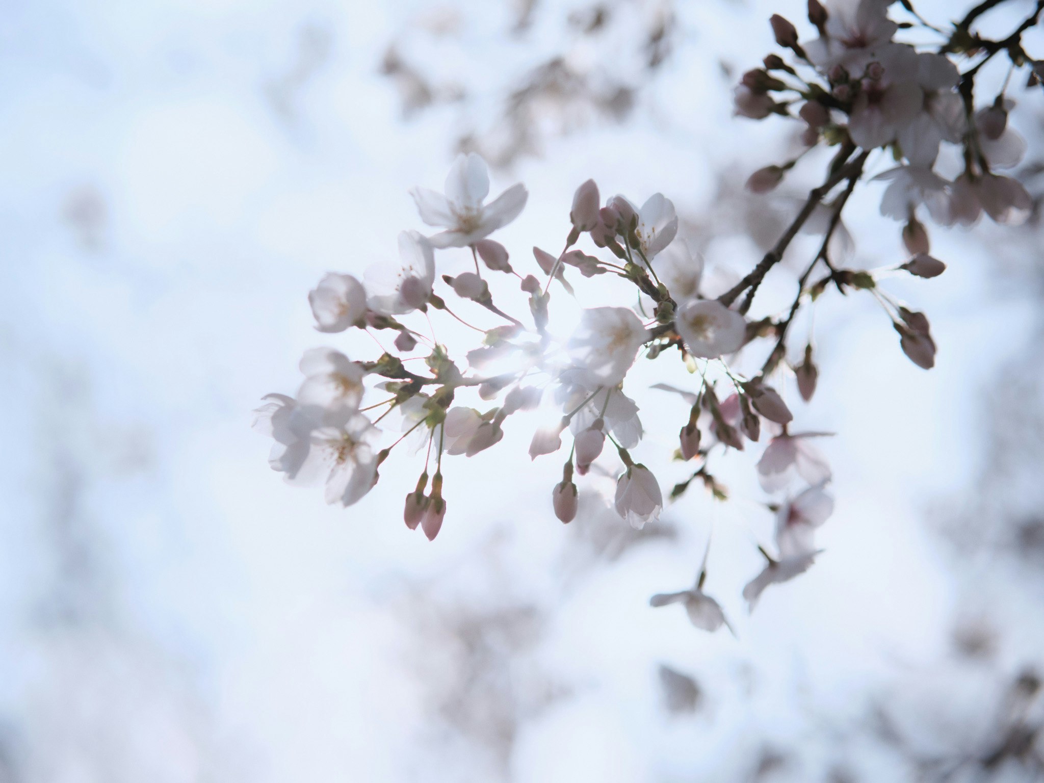 Cherry blossoms on a spring sky branch