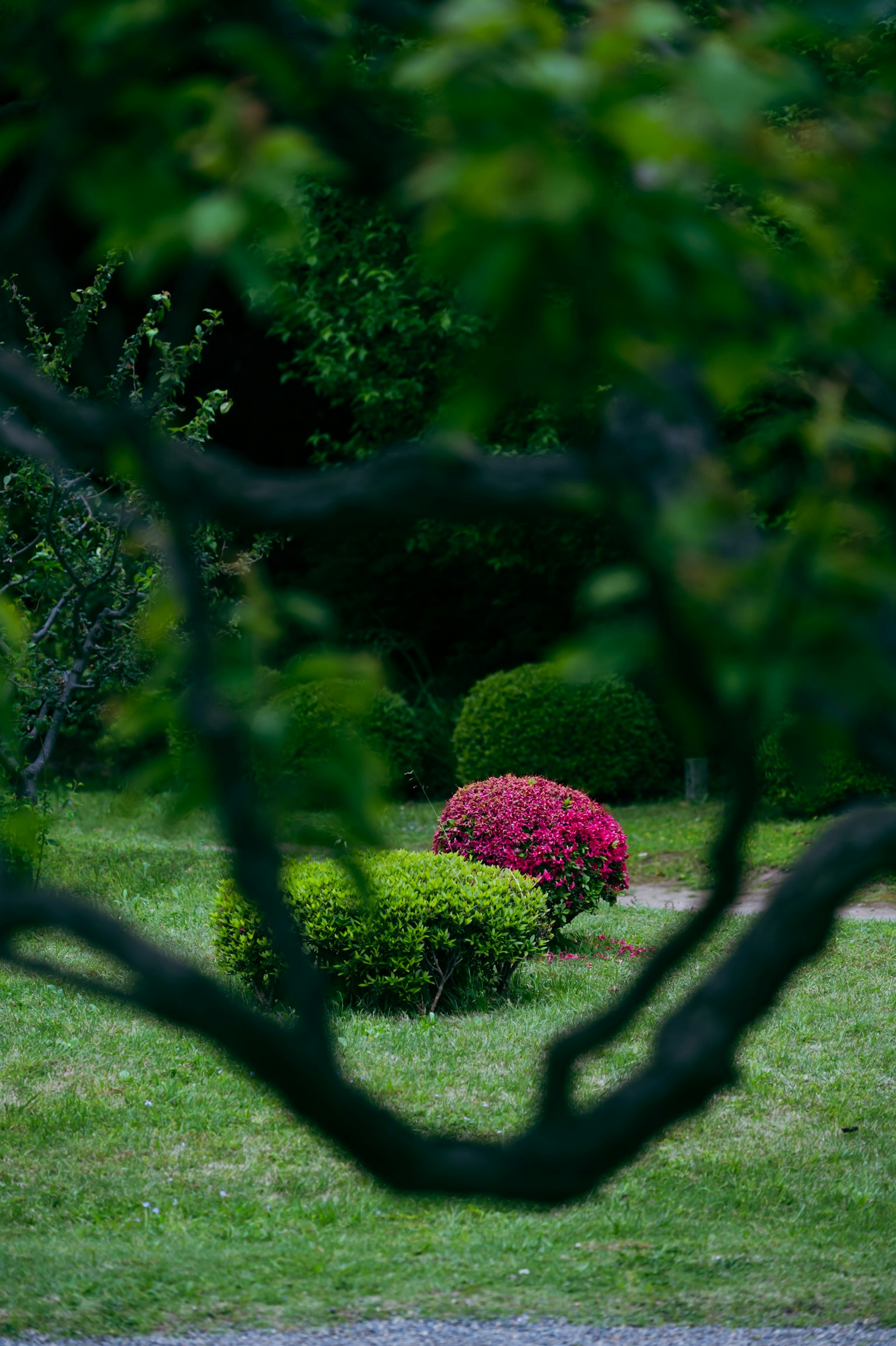 Arbusti colorati e fiori in un giardino con prato verde