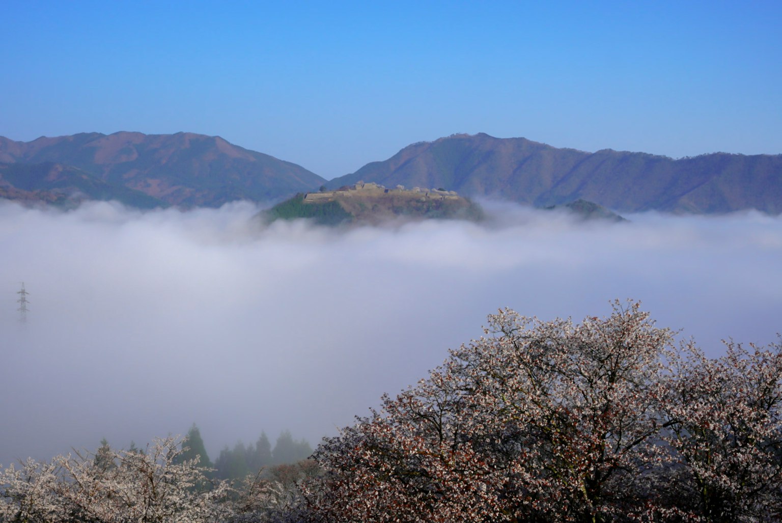 藍天之下櫻花和被霧覆蓋的山脈的景觀
