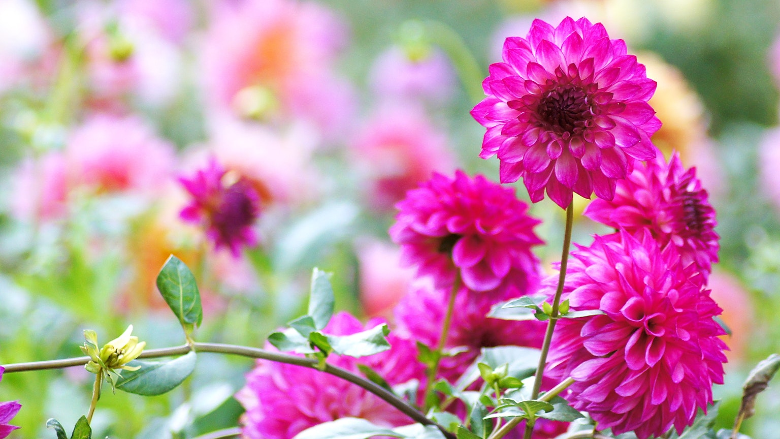 Bunga dahlia pink cerah mekar di taman
