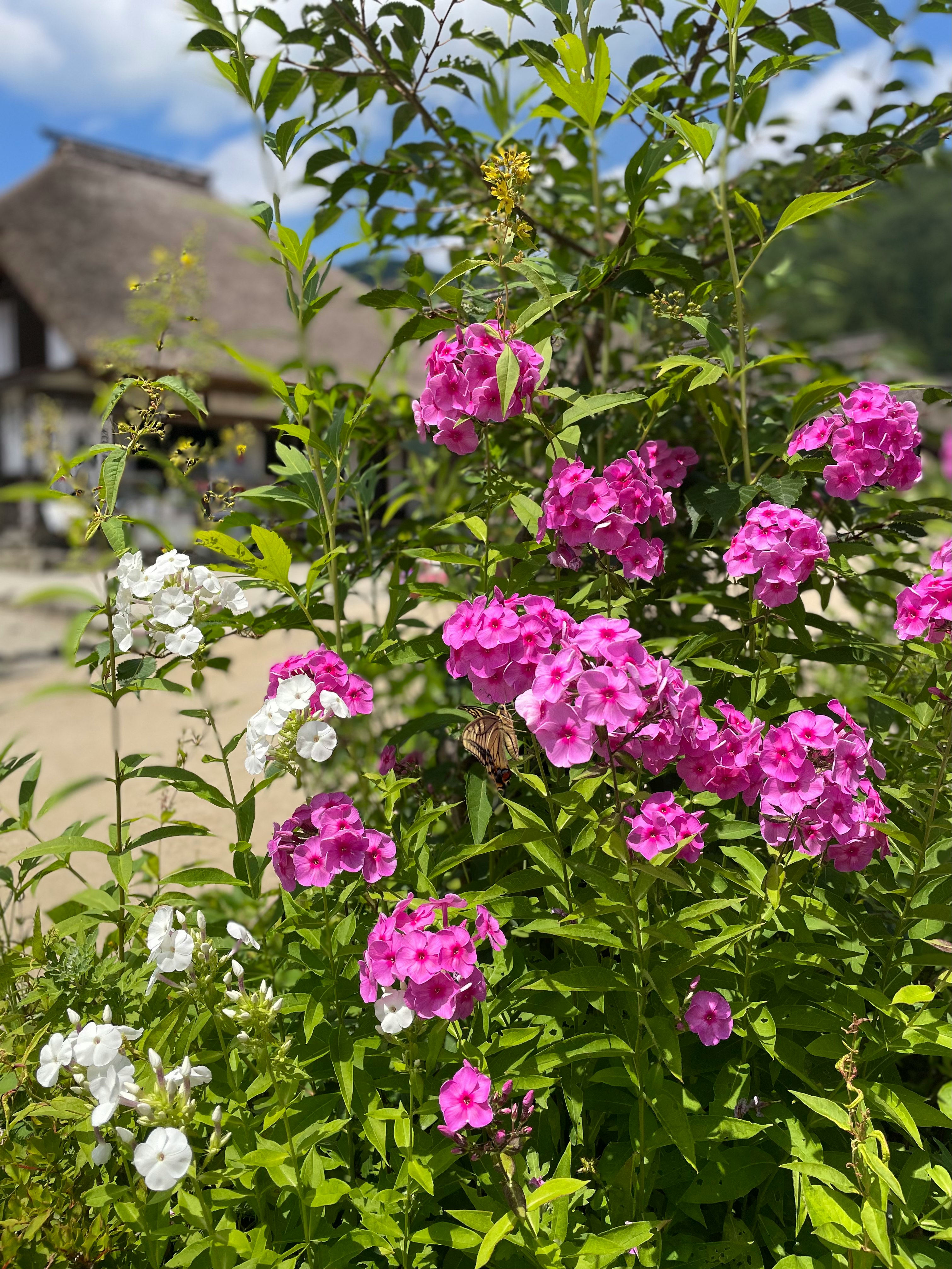 庭先で咲くピンクと白の花と緑の生け垣