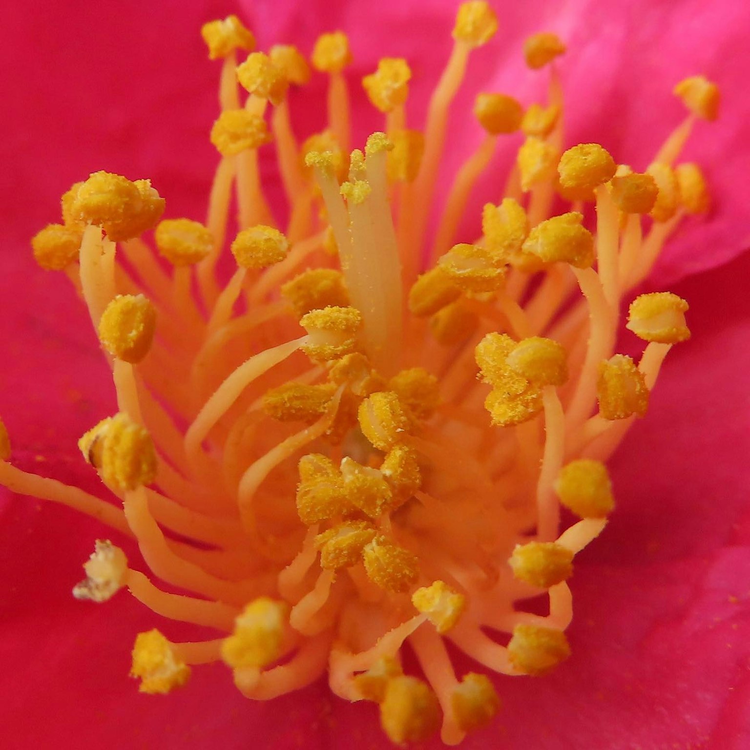 Acercamiento de una flor rosa vibrante con estambres y polen amarillos