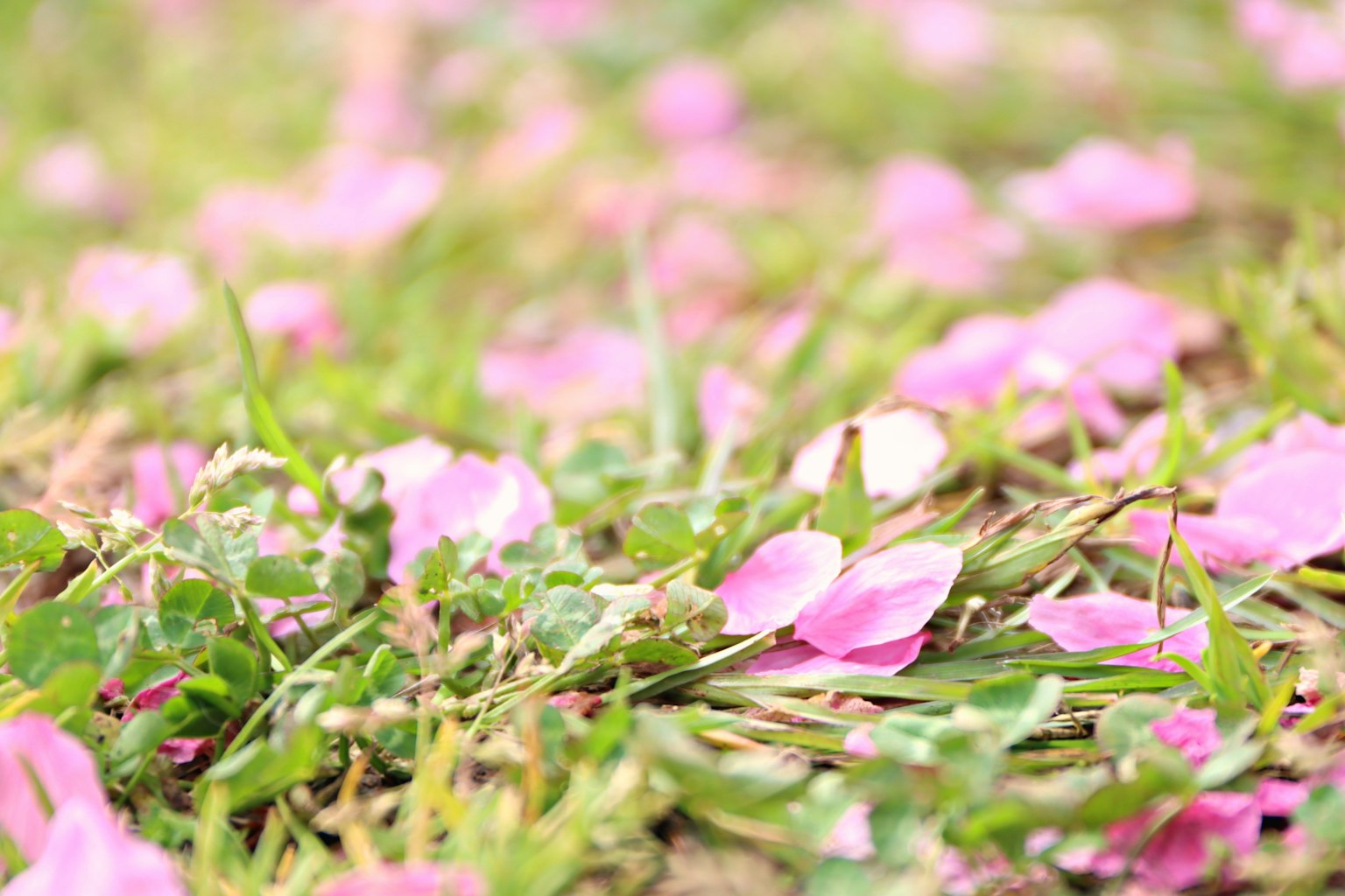 Pétalos de flores rosas esparcidos sobre césped verde