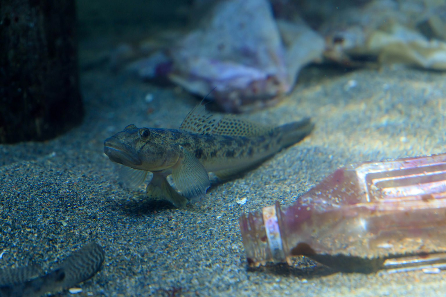 Ikan di dasar pasir bersama botol dan sampah laut
