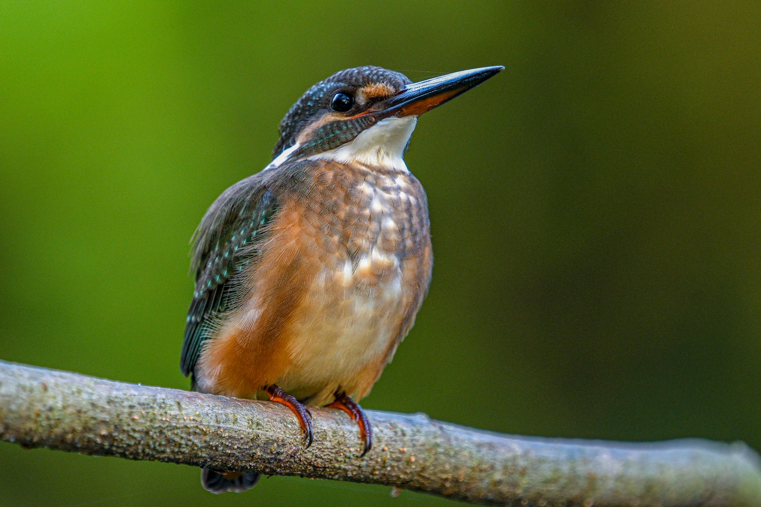 Seekor kingfisher cerah bertengger di dahan dengan latar belakang hijau