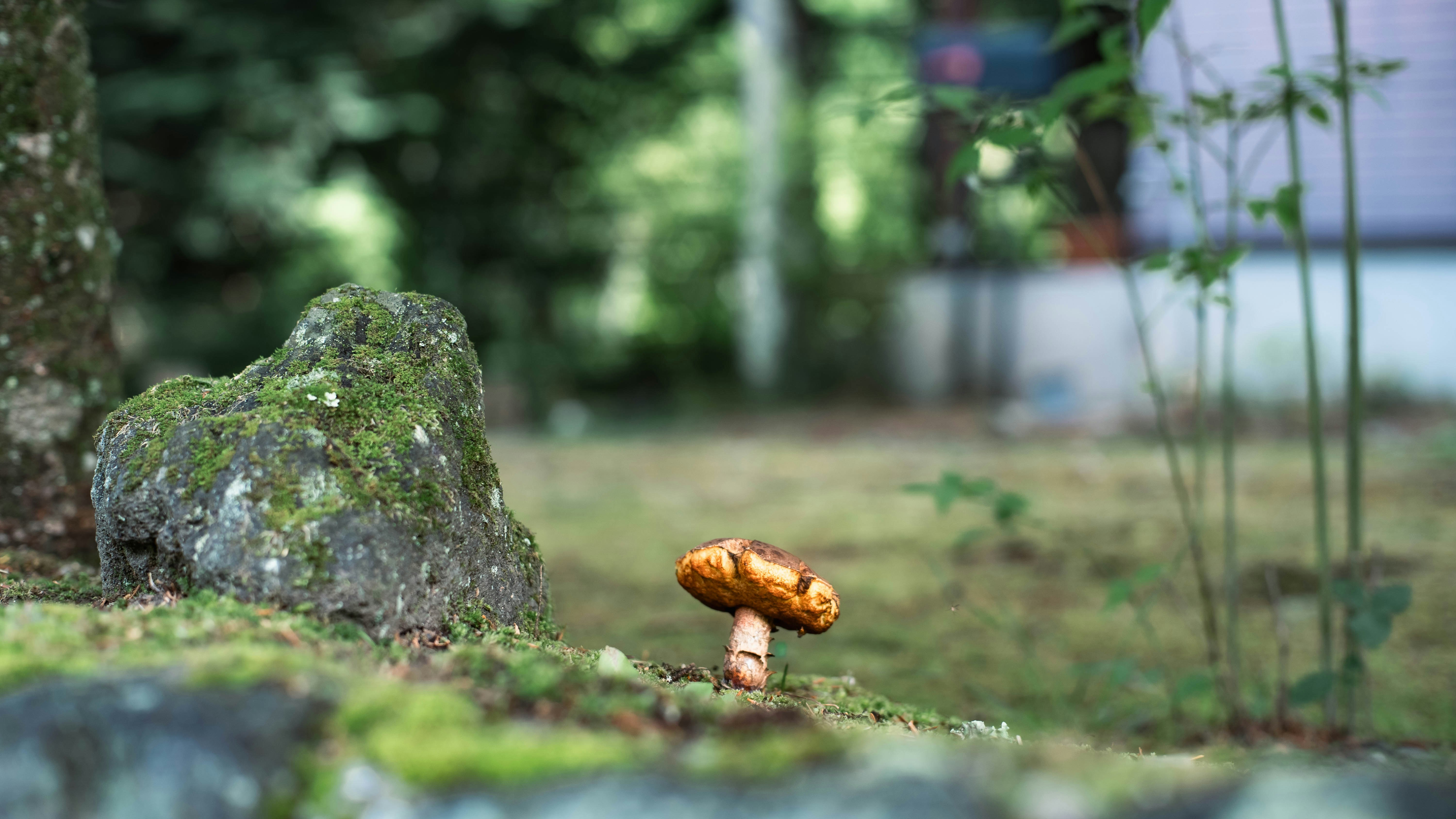 苔むした石のそばに生える小さなきのこ