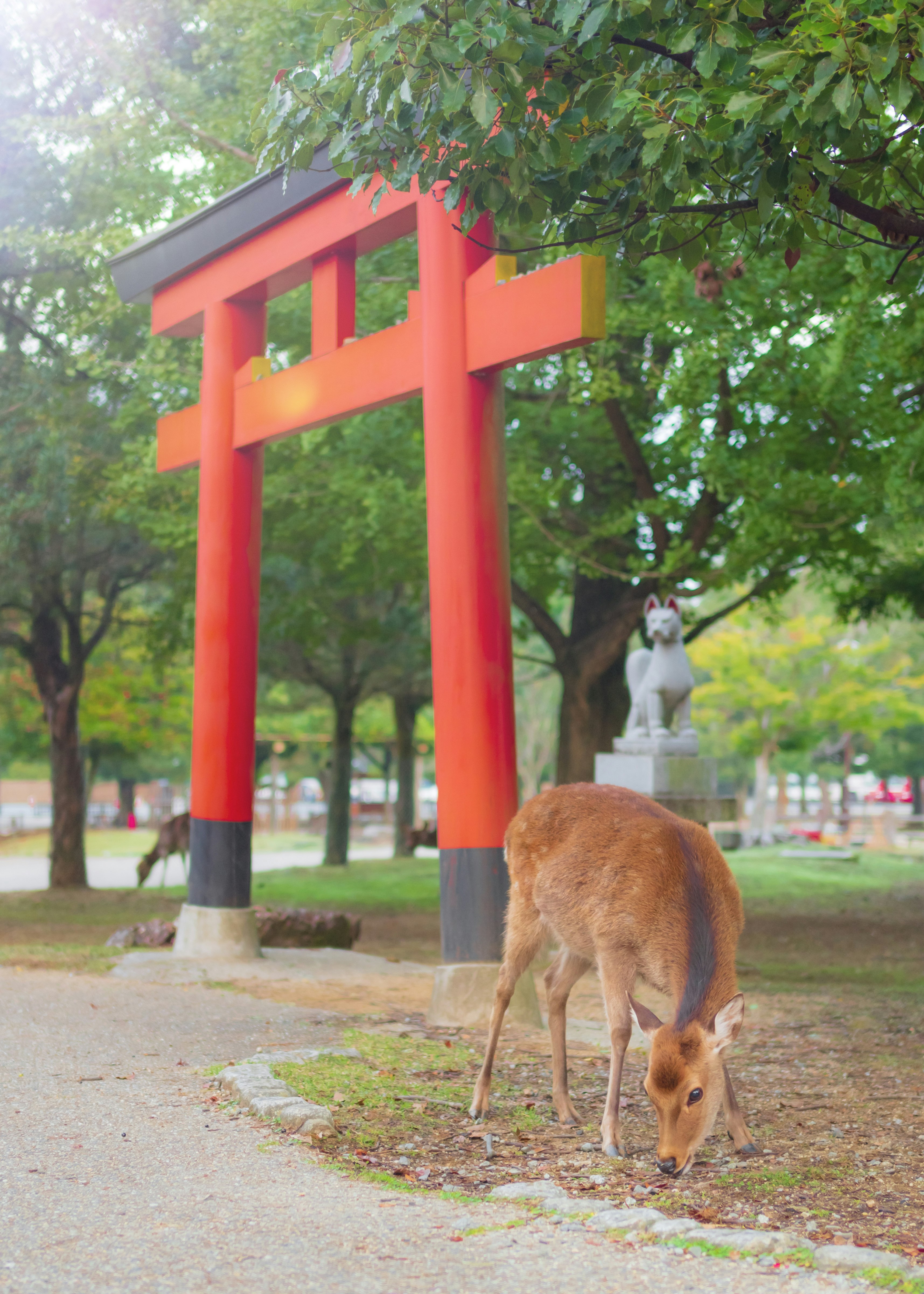 奈良公園の早朝、鳥居と鹿がいる神社の境内