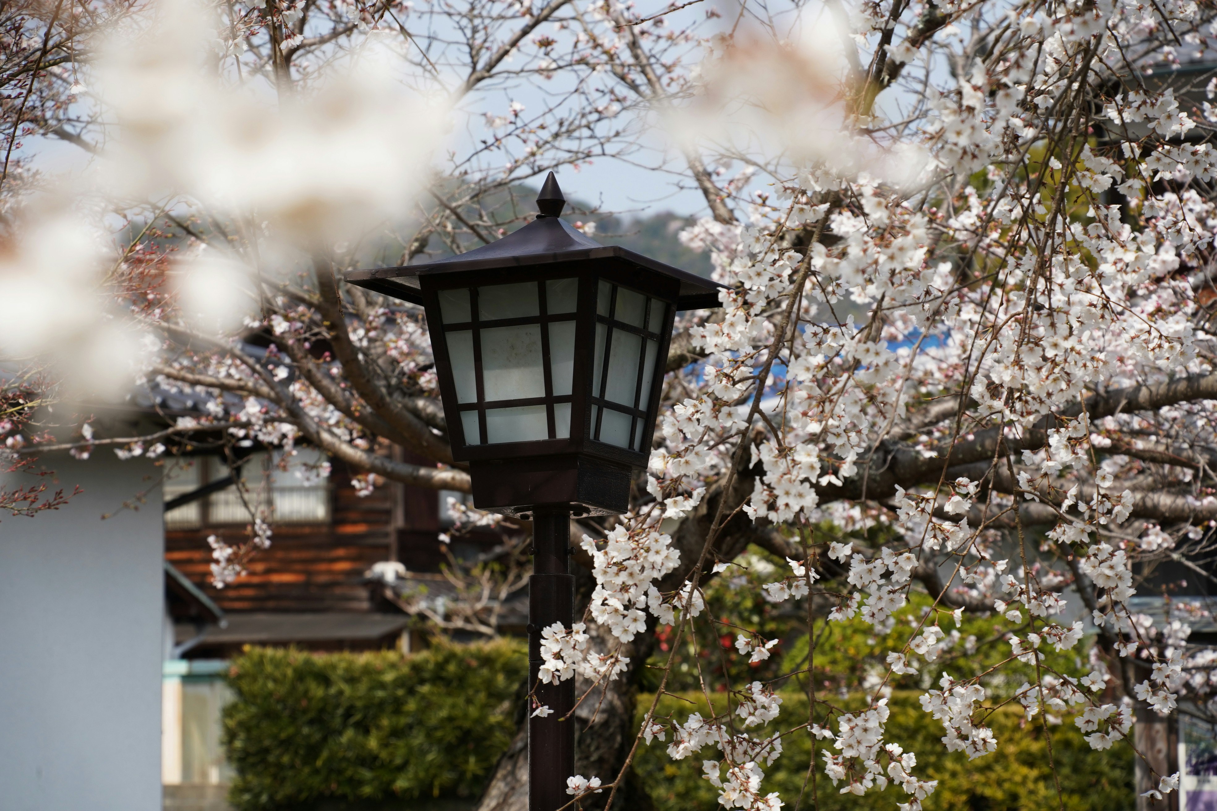 錦帯橋周辺の桜並木と和風街灯のある景観