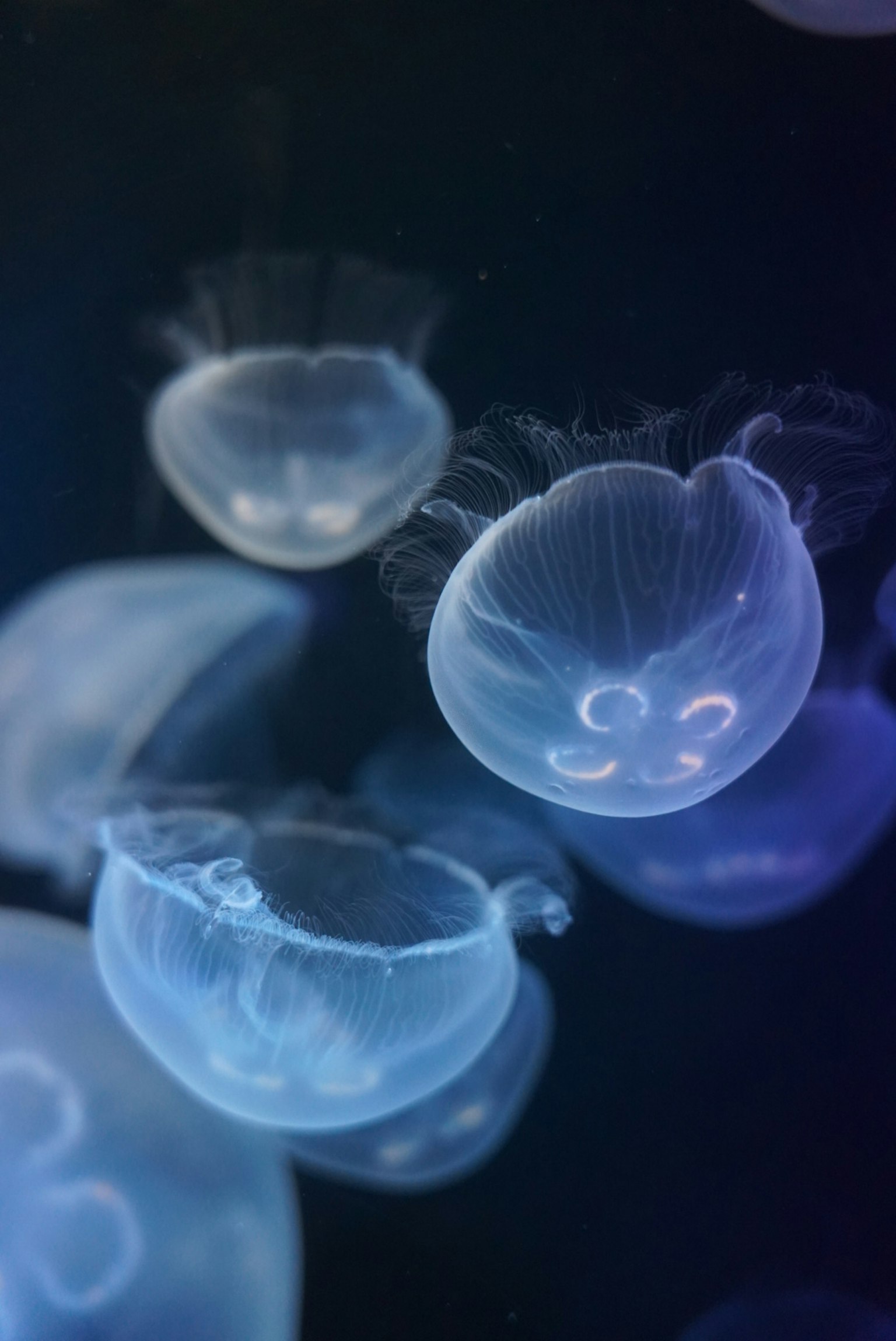 蓝色水母在水中漂浮
