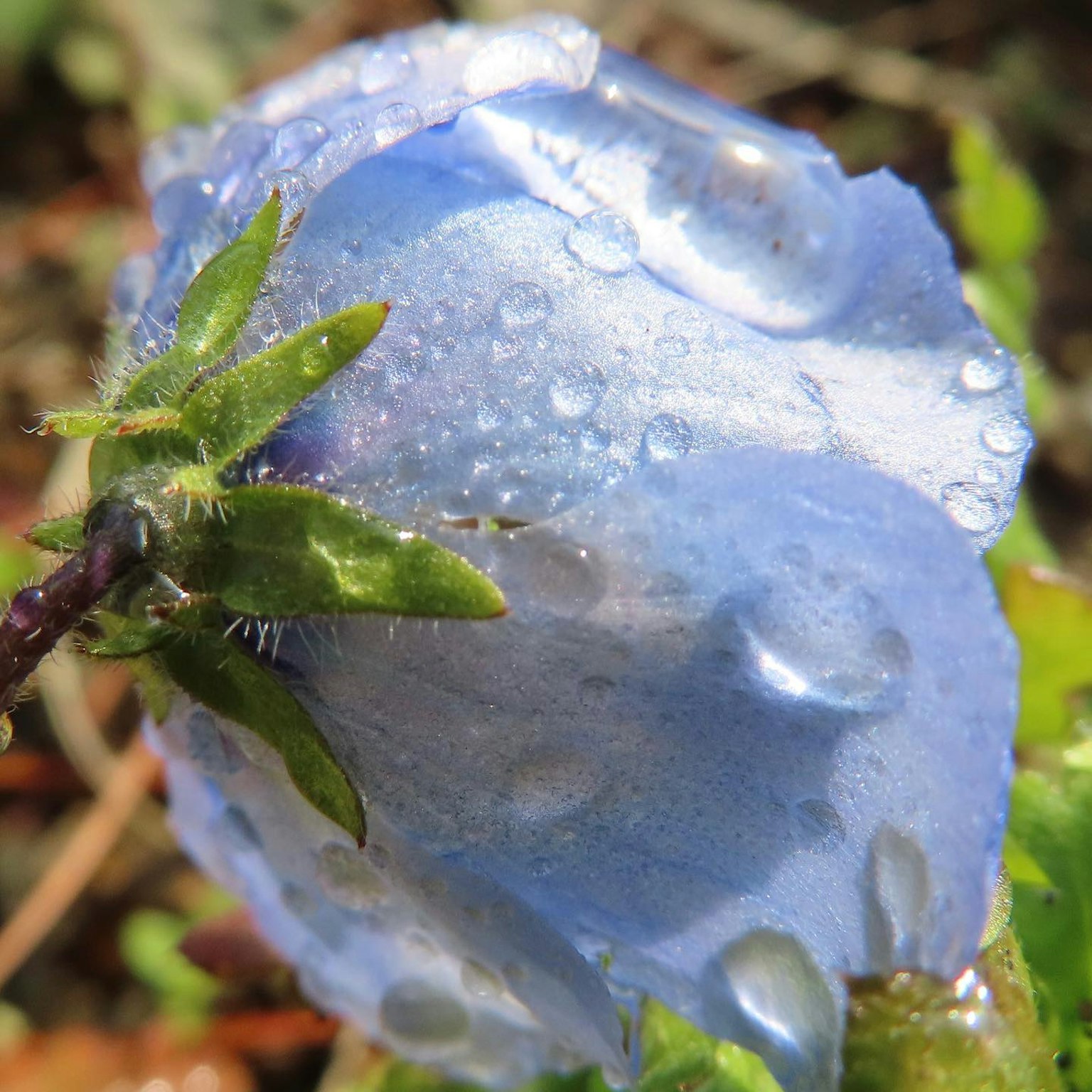Blue flower bud with water droplets and green leaves
