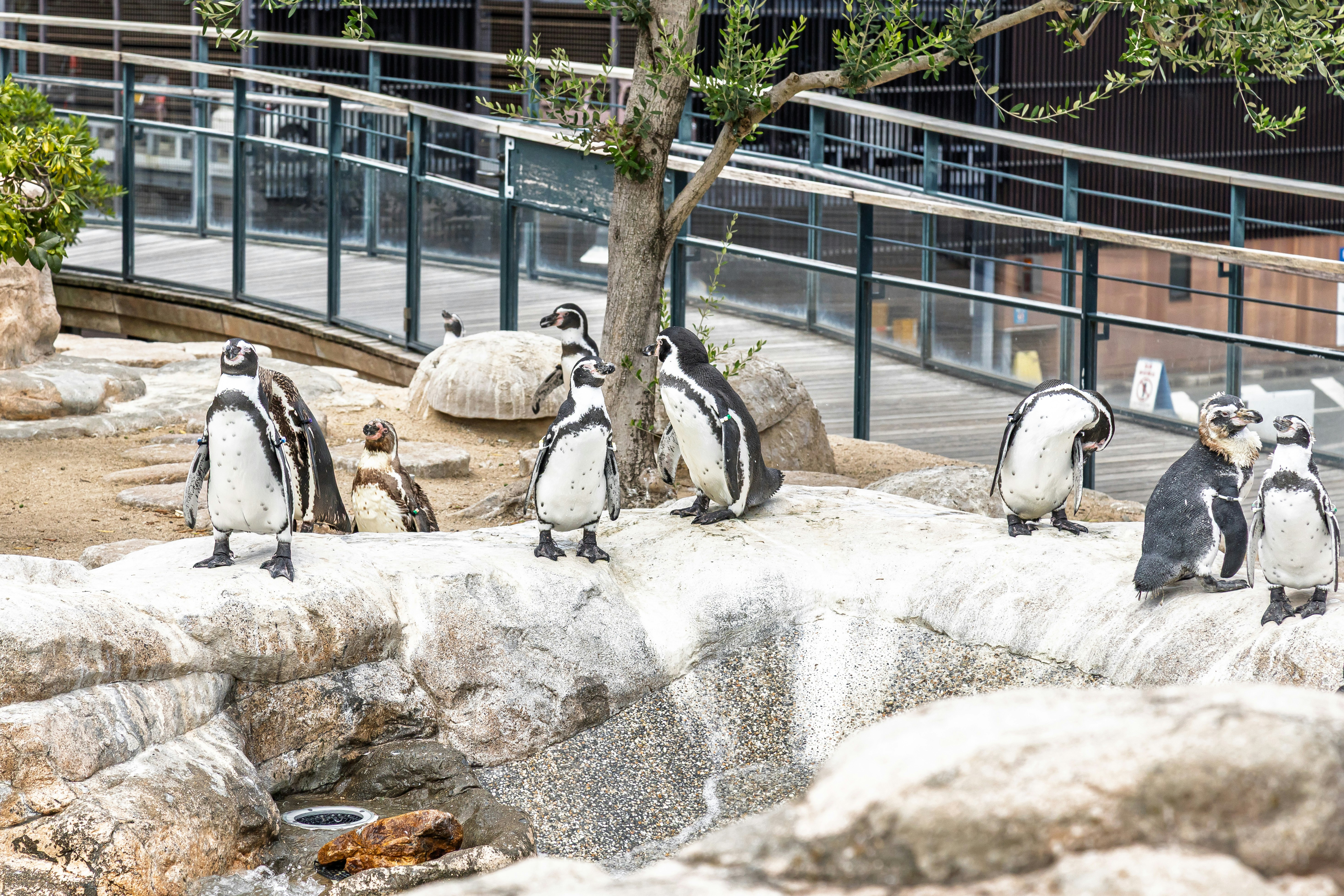 A group of penguins standing on rocks in a zoo setting