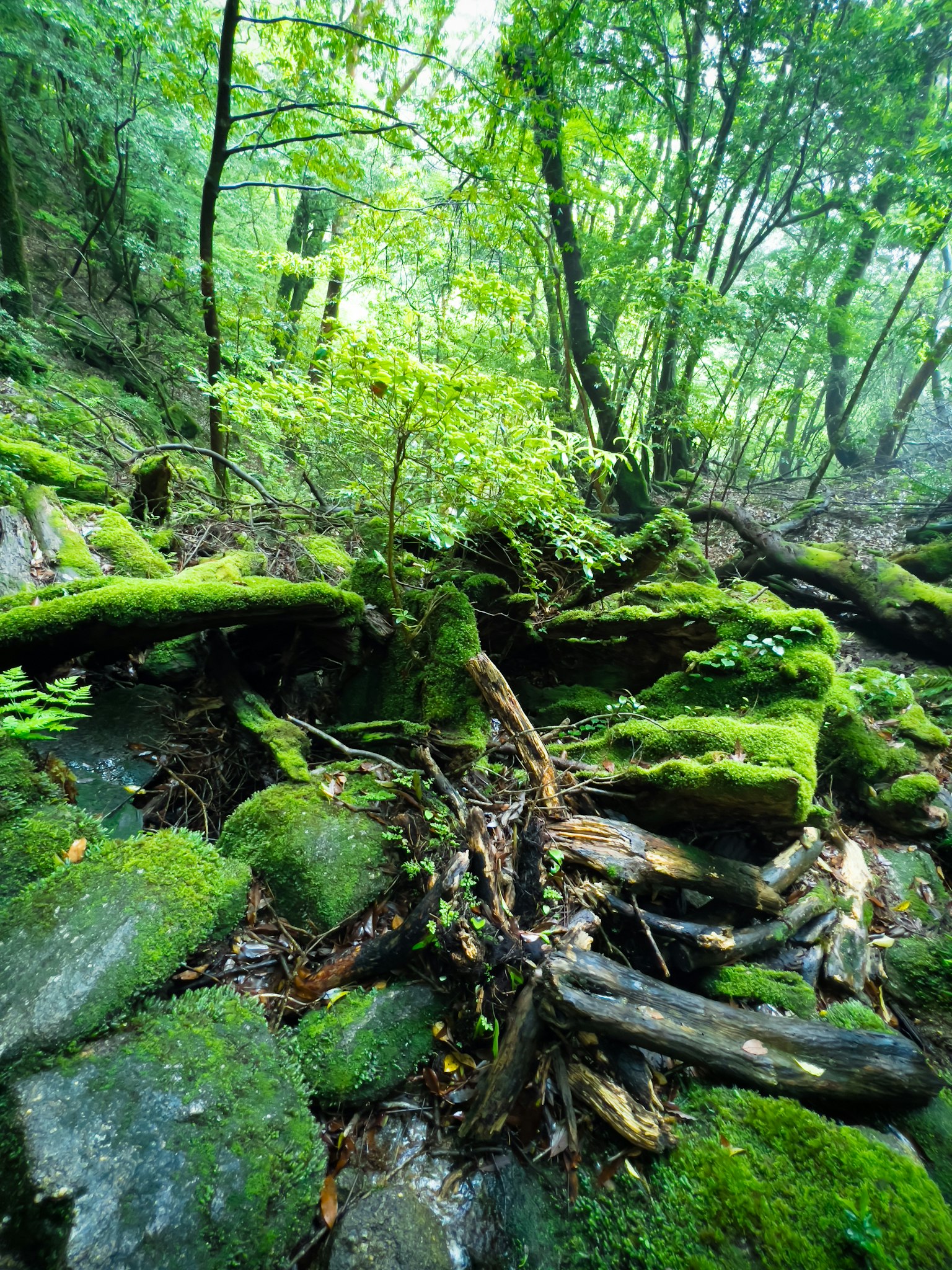 Bosque frondoso con rocas cubiertas de musgo y troncos caídos