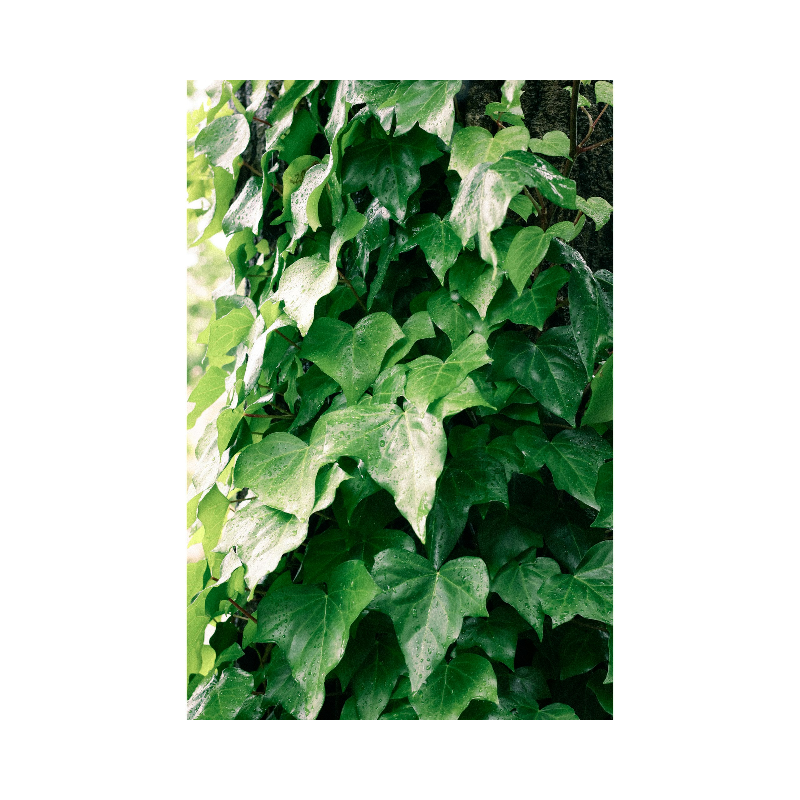 つる性植物の葉が密に茂る壁面