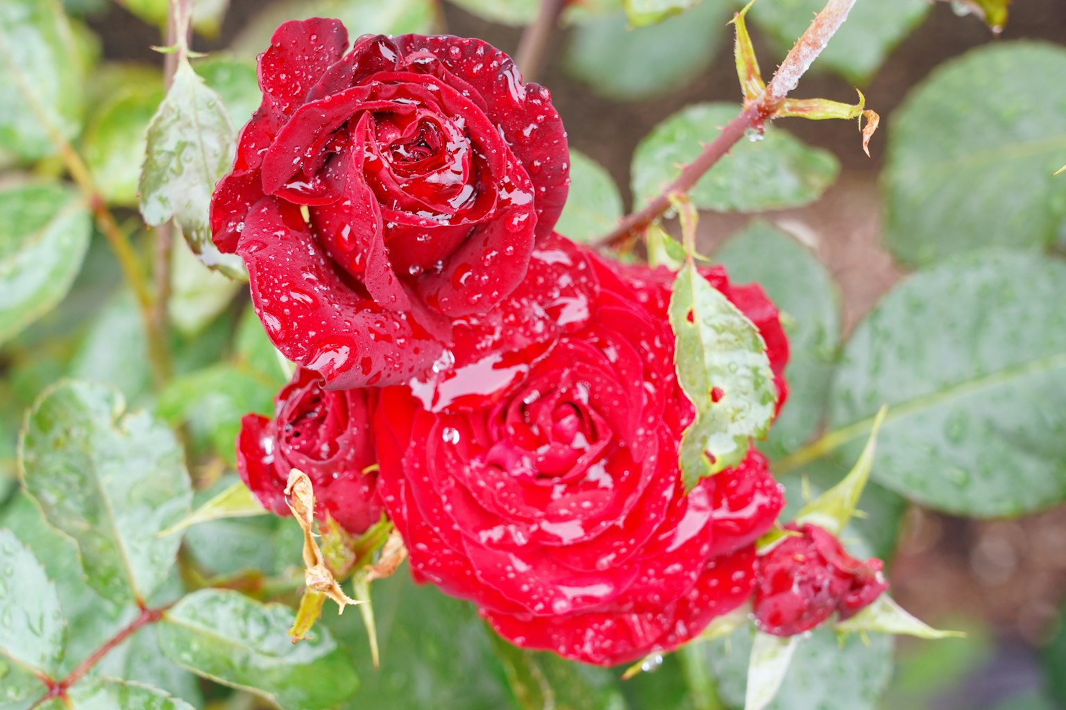 Lebendige rote Rosen, die mit Wassertropfen glänzen