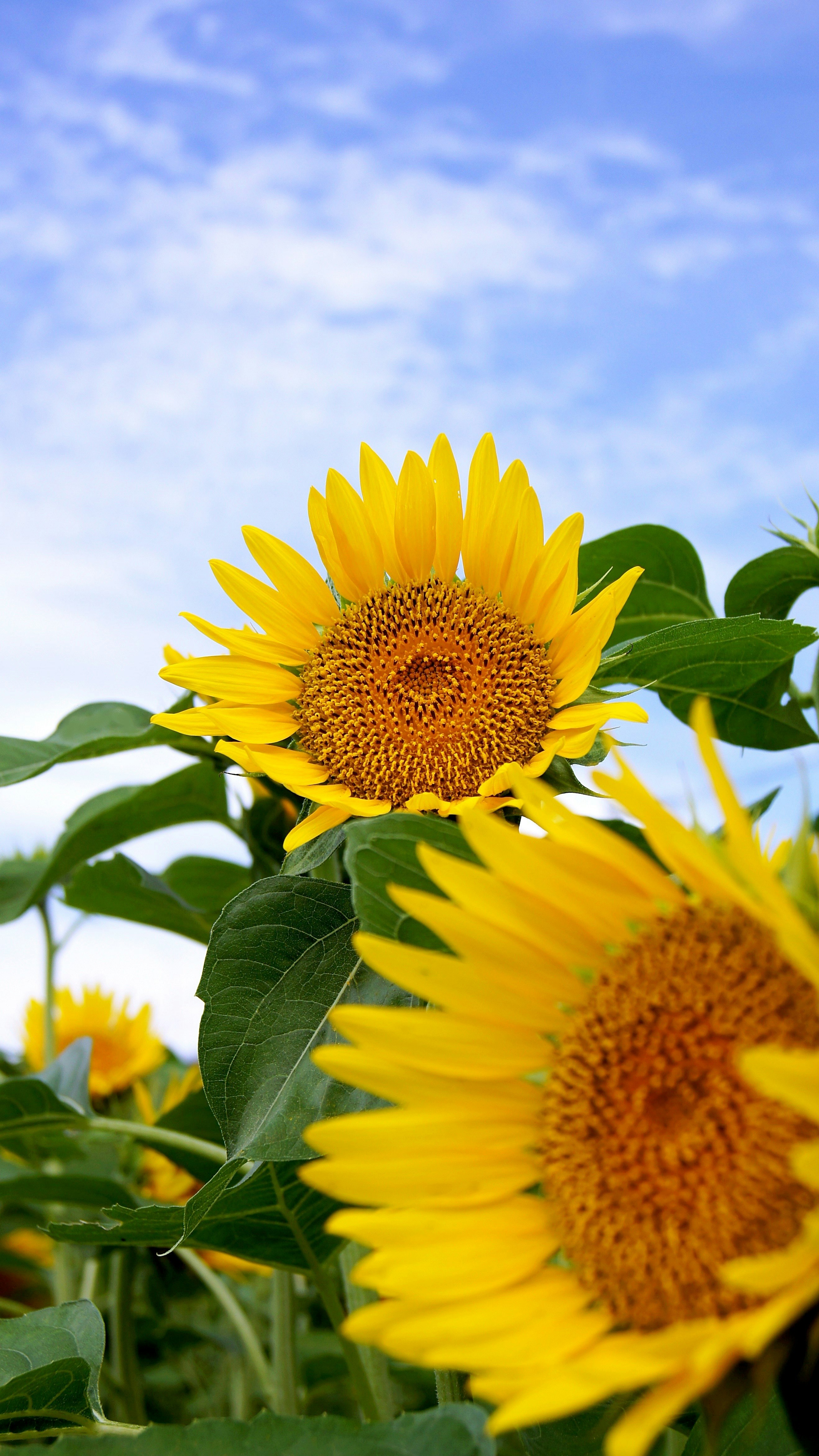青空の下で咲くヒマワリ畑の花