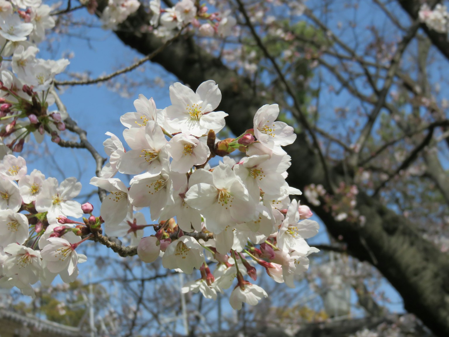 Close-up bunga sakura mekar di bawah langit biru