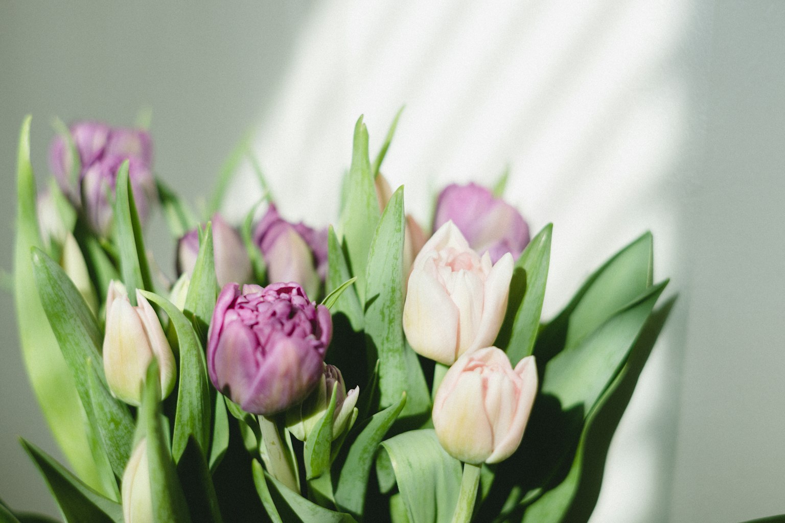 Bouquet de tulipes violettes et blanches entourées de feuilles vertes avec des rayures de lumière en arrière-plan