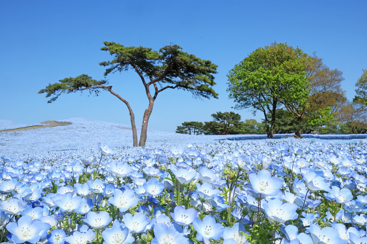 Eine Landschaft mit blauen Blumen und Bäumen unter einem klaren Himmel
