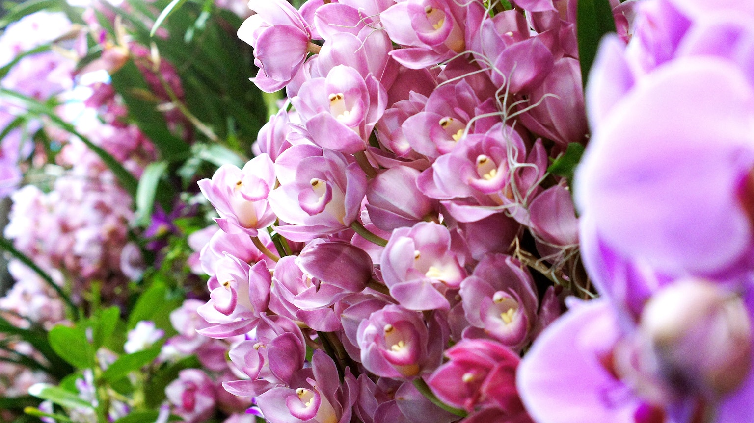 Scène magnifique de fleurs d'orchidées roses en pleine floraison avec un feuillage vert luxuriant