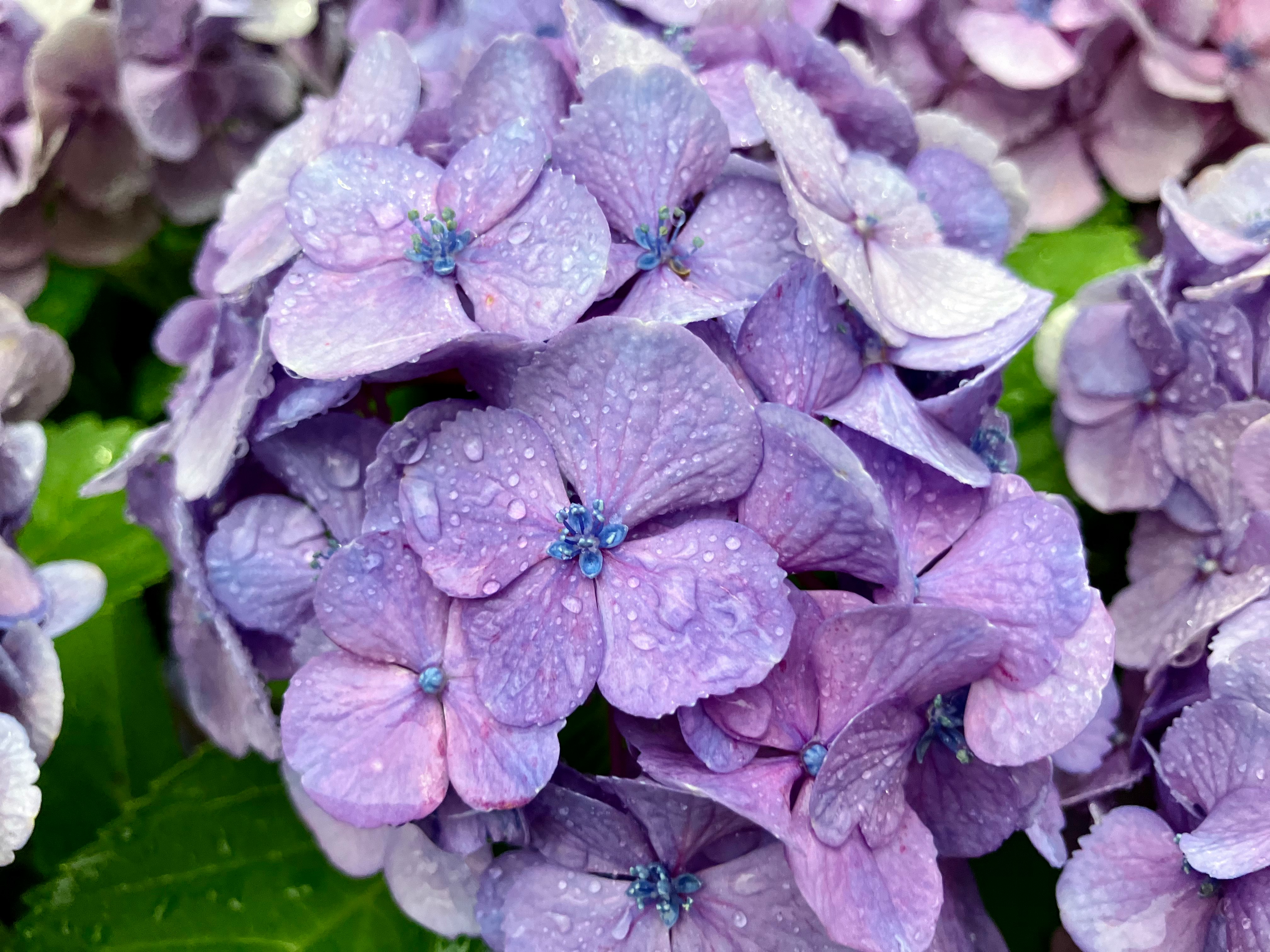 雨滴落在绣球花花瓣上、层层叠叠的梅雨绣球花