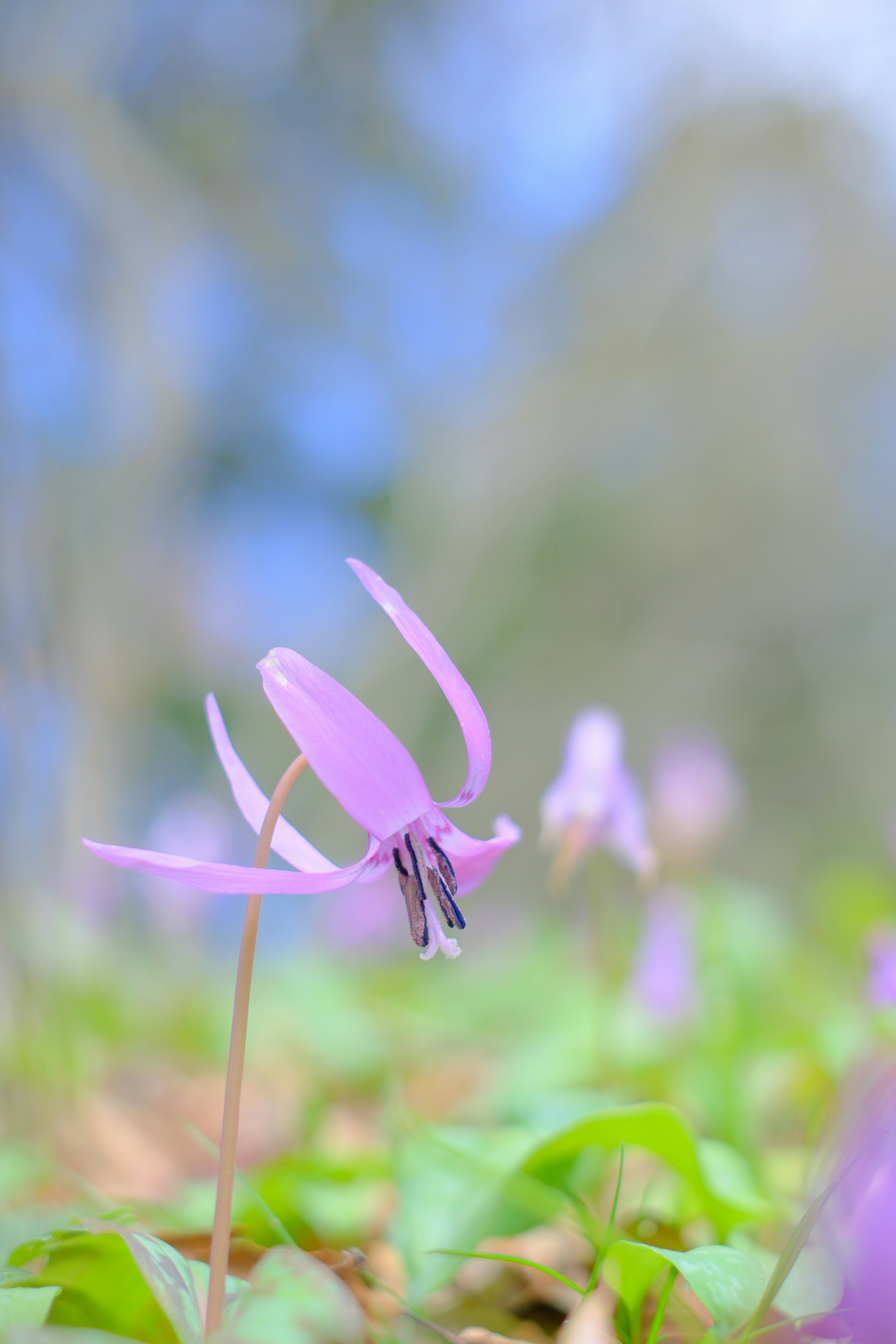 芝生の上で風に揺れる小さな花と花びらのクローズアップ