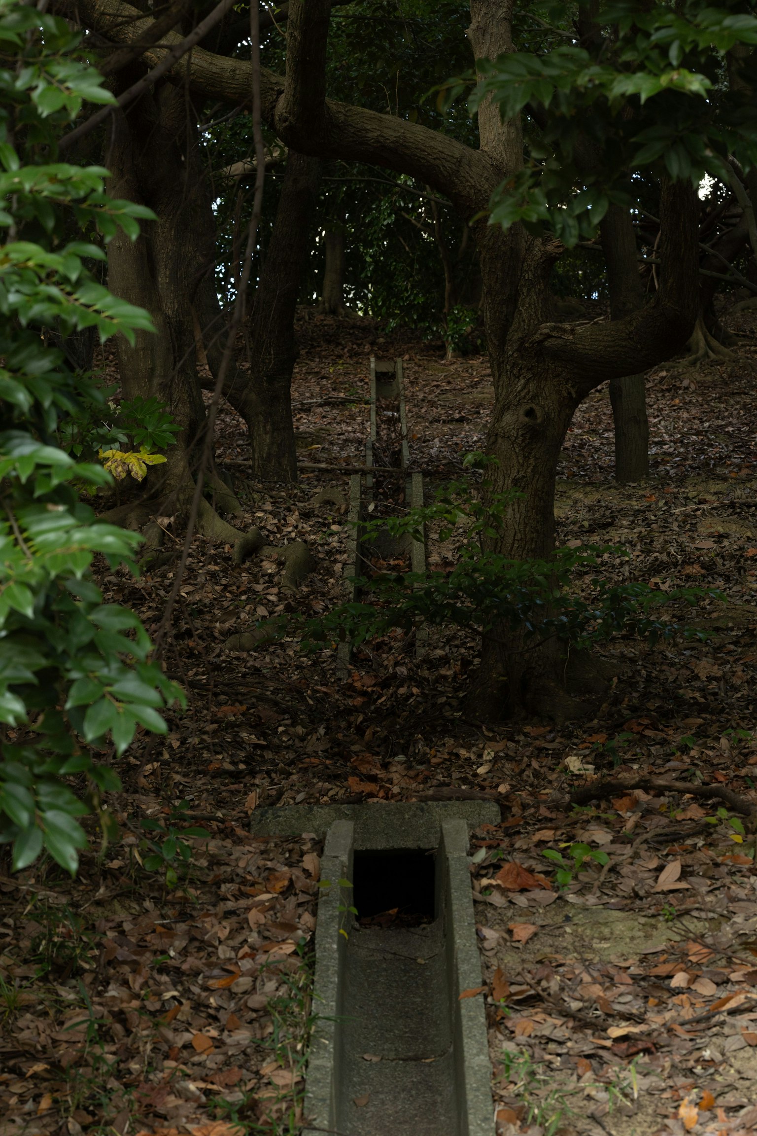 Sentiero circondato da alberi con foglie cadute