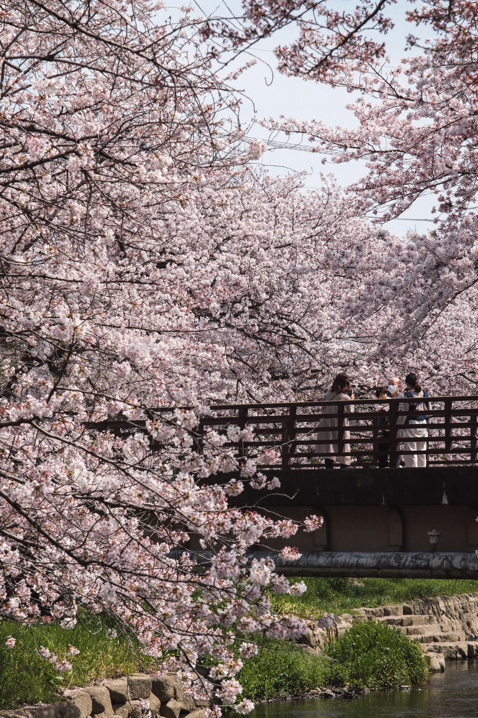 People gathered on a bridge surrounded by blooming cherry blossoms