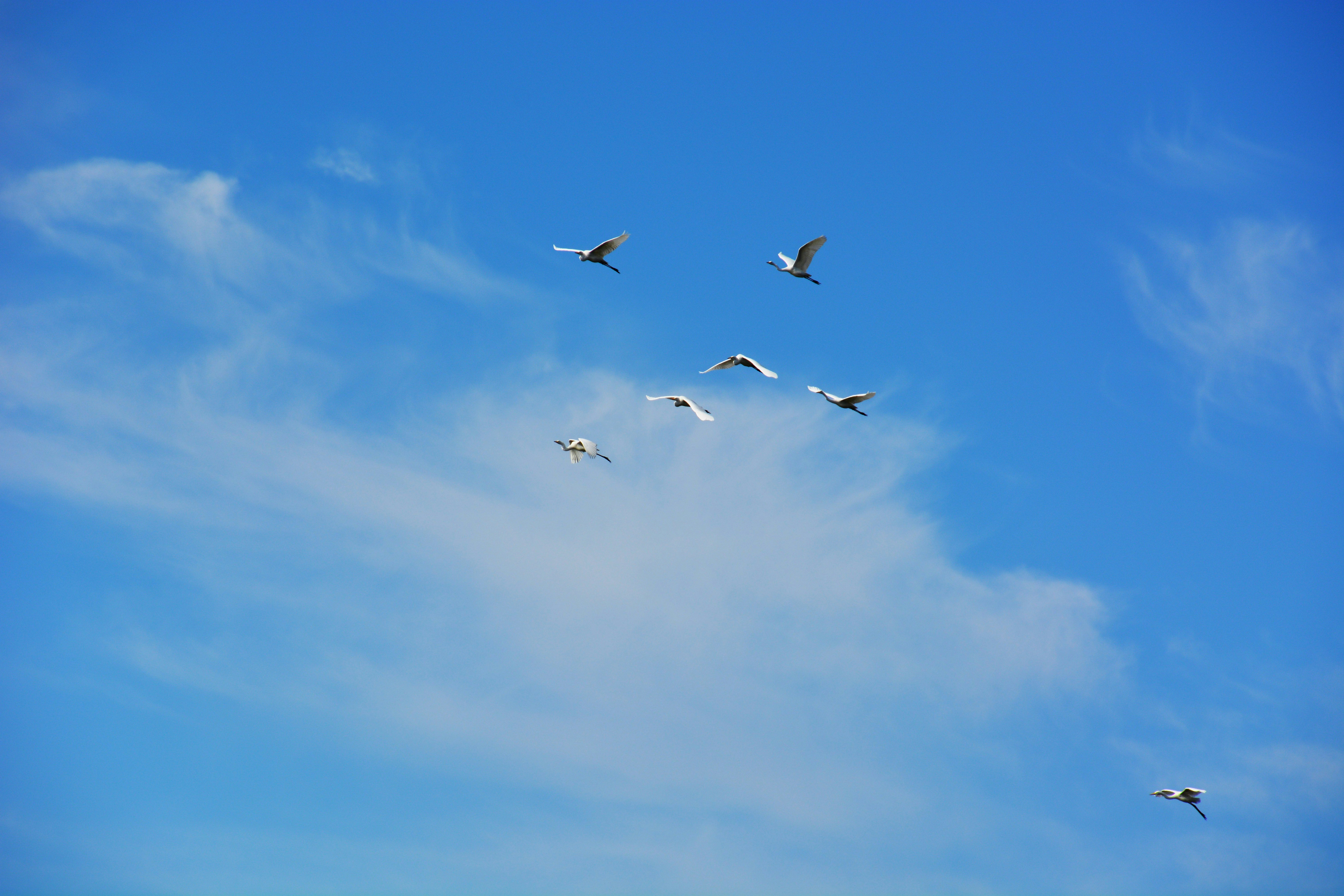 青空を泳ぐ白鳥の群れ